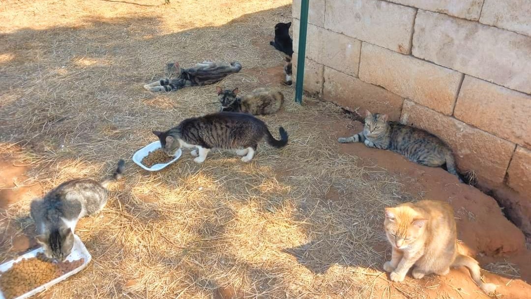 Fundraiser by Michele Cannoletta Un aiuto per le associazioni