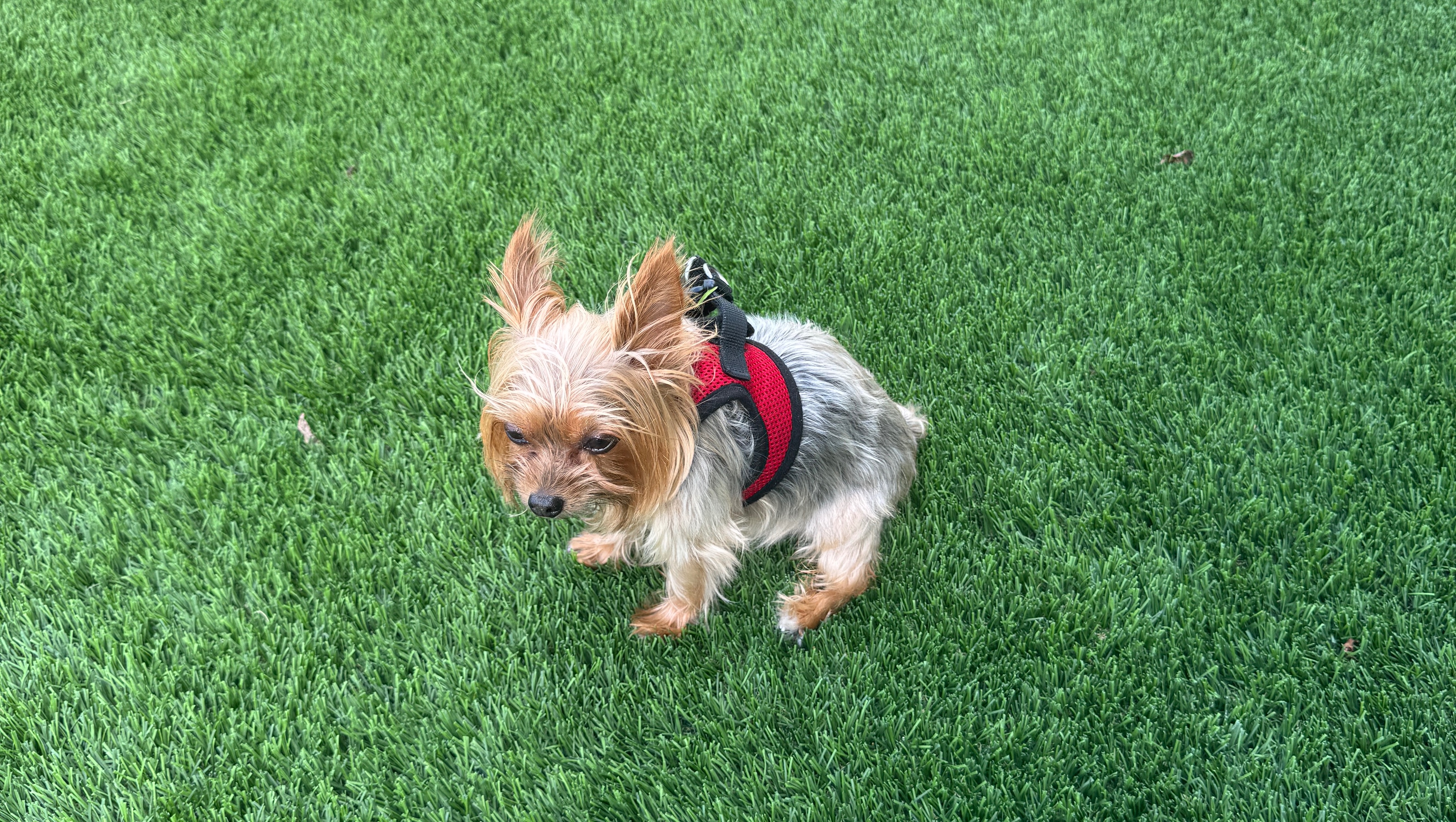 Fundraiser by Emma Montero Save Zoe Urgent Surgery Needed