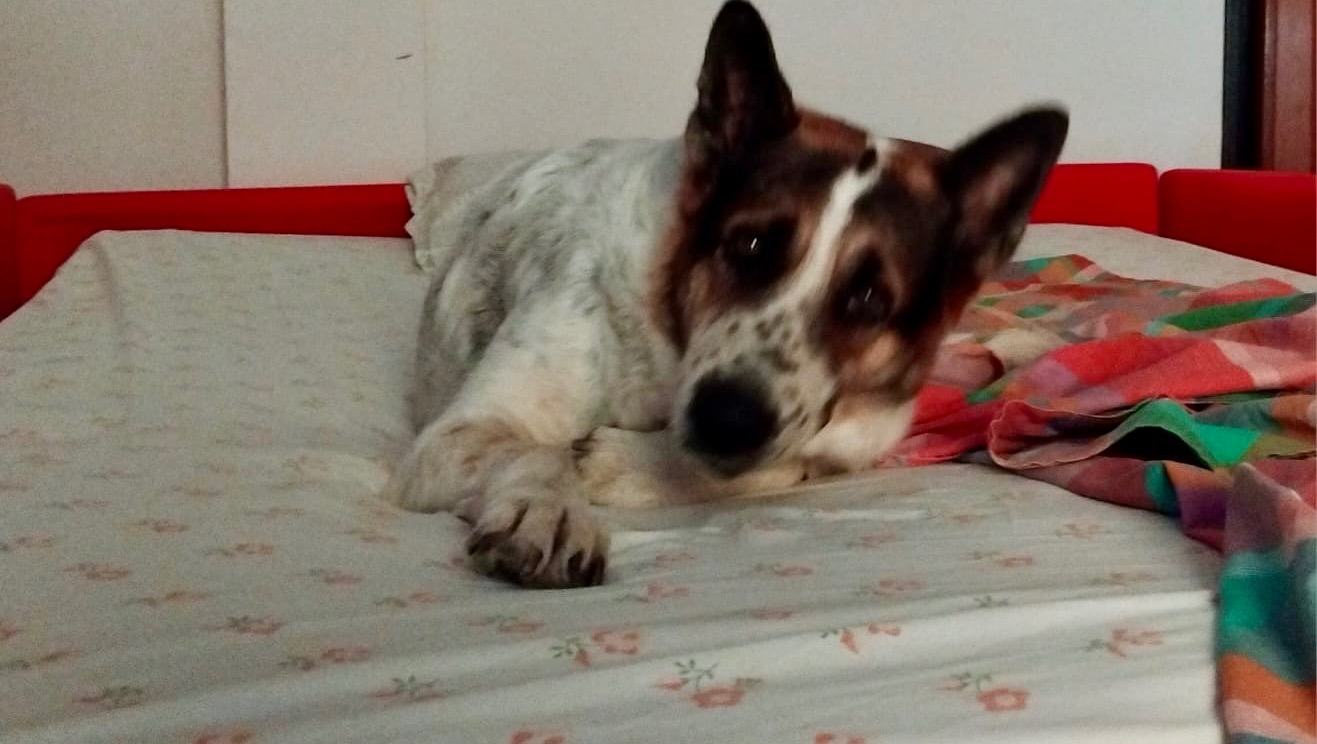 Fundraiser by Piergiuseppe Battaglia AIUTIAMO LUNA…ANGELI CON LA CODA