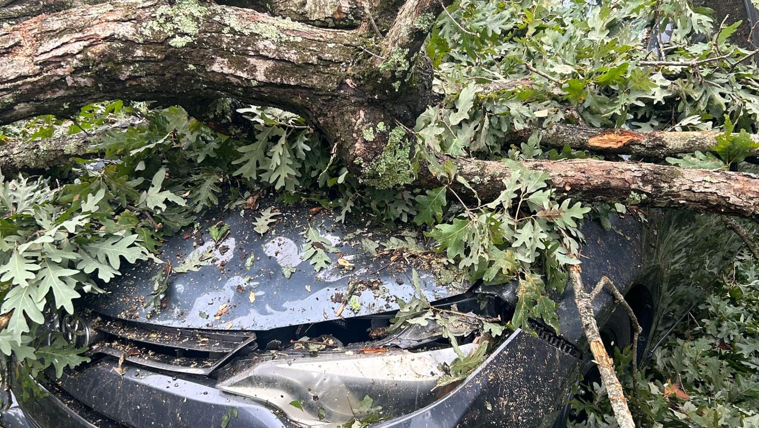 Fundraiser for Julia Palmeri by NancyJane Lawson Help for Julia and