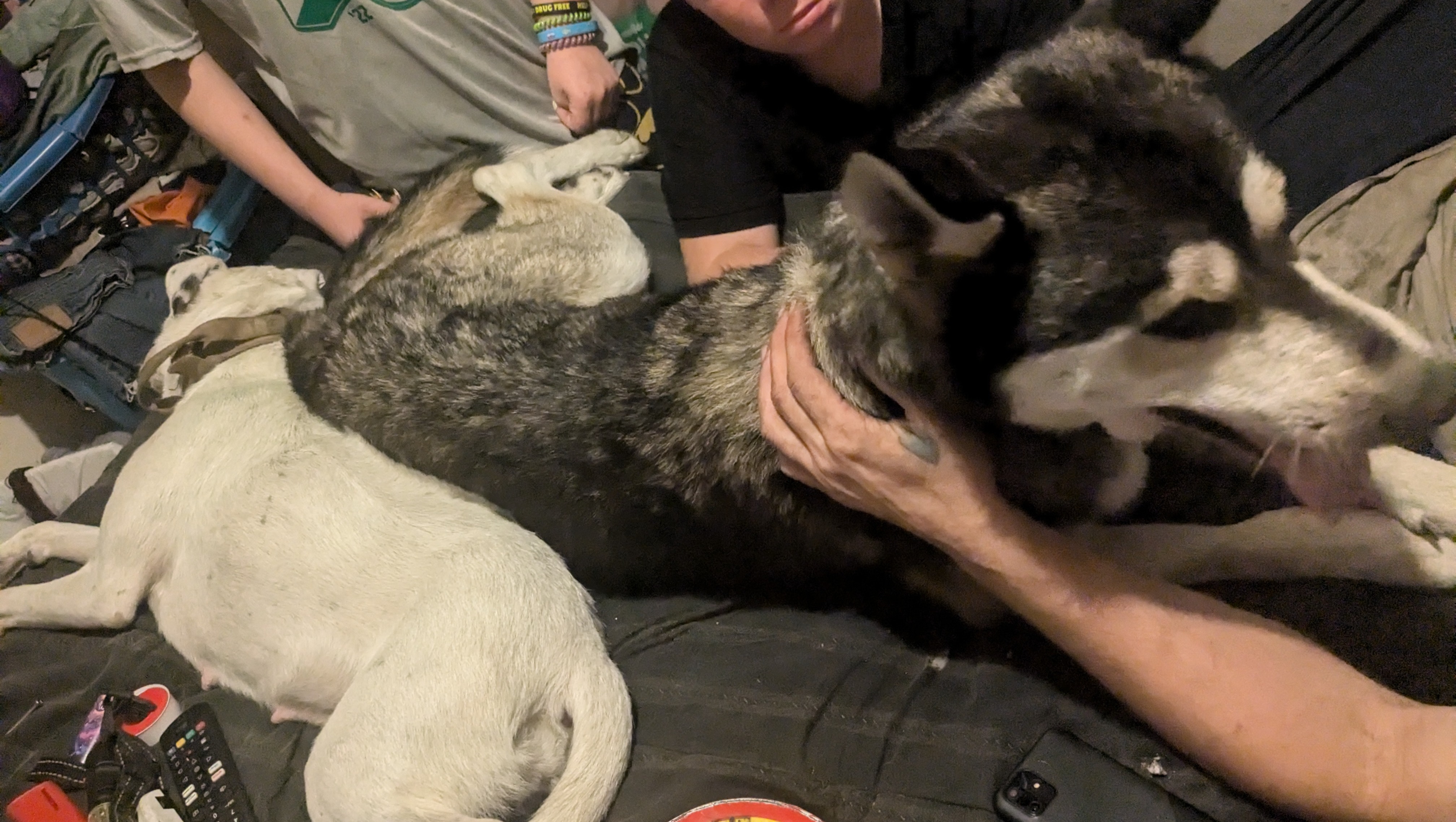 Fundraiser by Kandice Willy Urgent Care Needed for Our Beloved Kermit