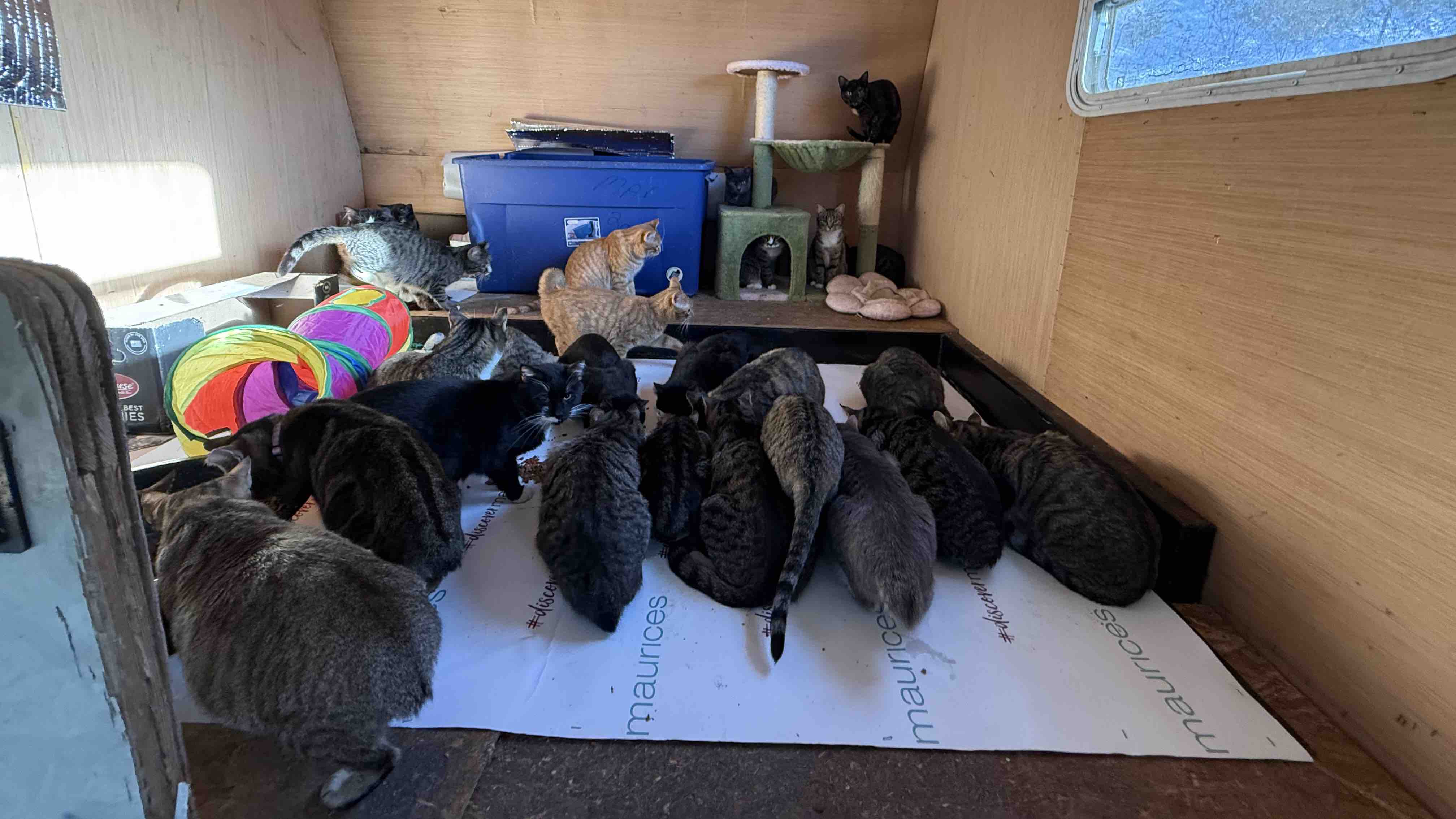 Help Macy Save and Care for Rescued Cats photo