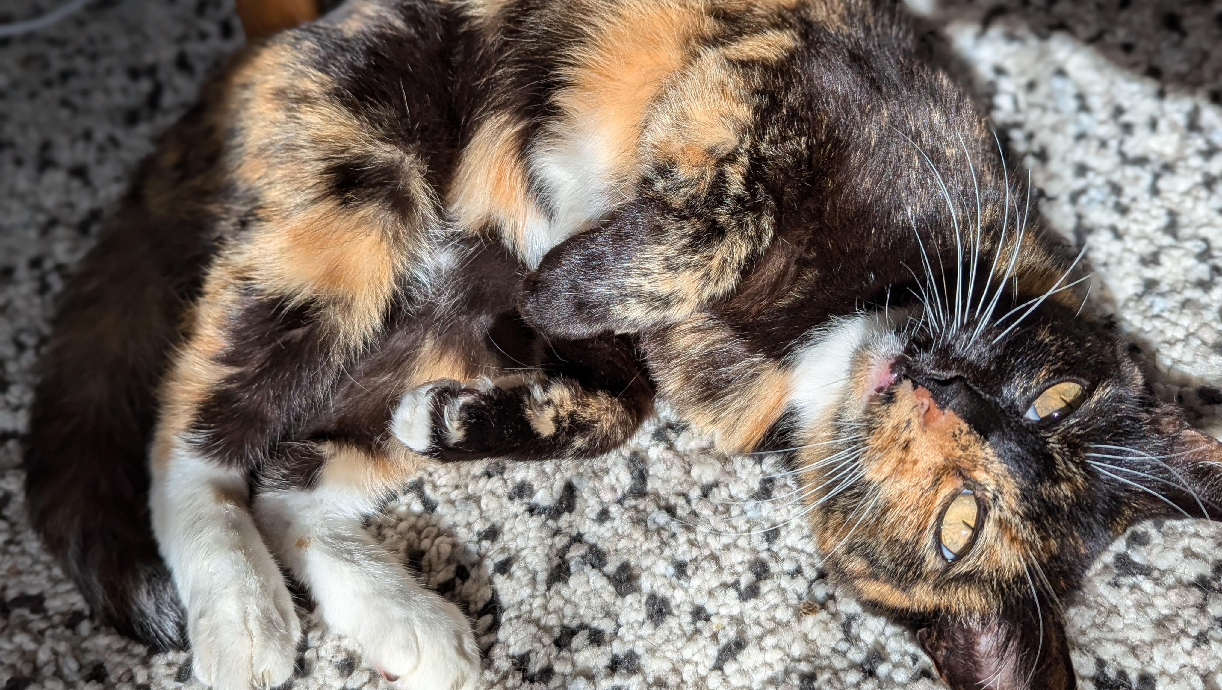 I Believe In Harvi Dent! photo