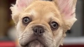 Urgent Surgery for Kayleigh's Puppy Toby photo