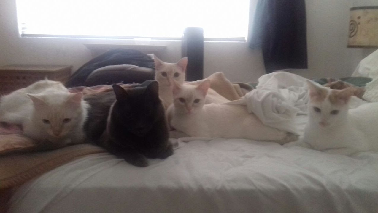 4 patitas, un corazón. Apoya a Umpa, Matute, Pippin e Ío. photo