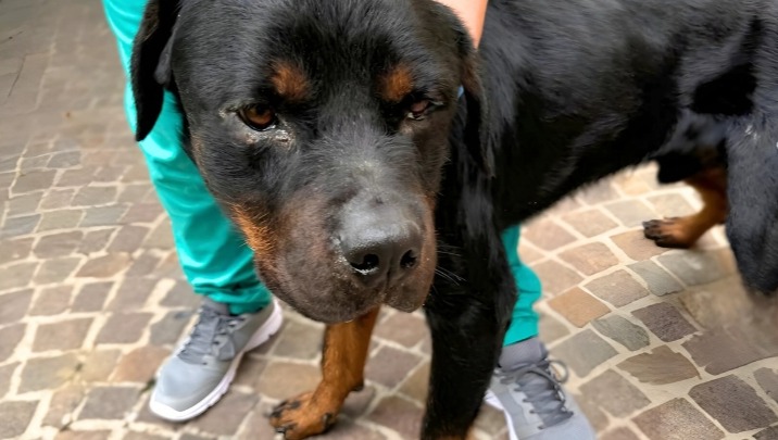 SOS LEISHMANIA: Aiutaci a Salvare il Nostro ZEUS photo