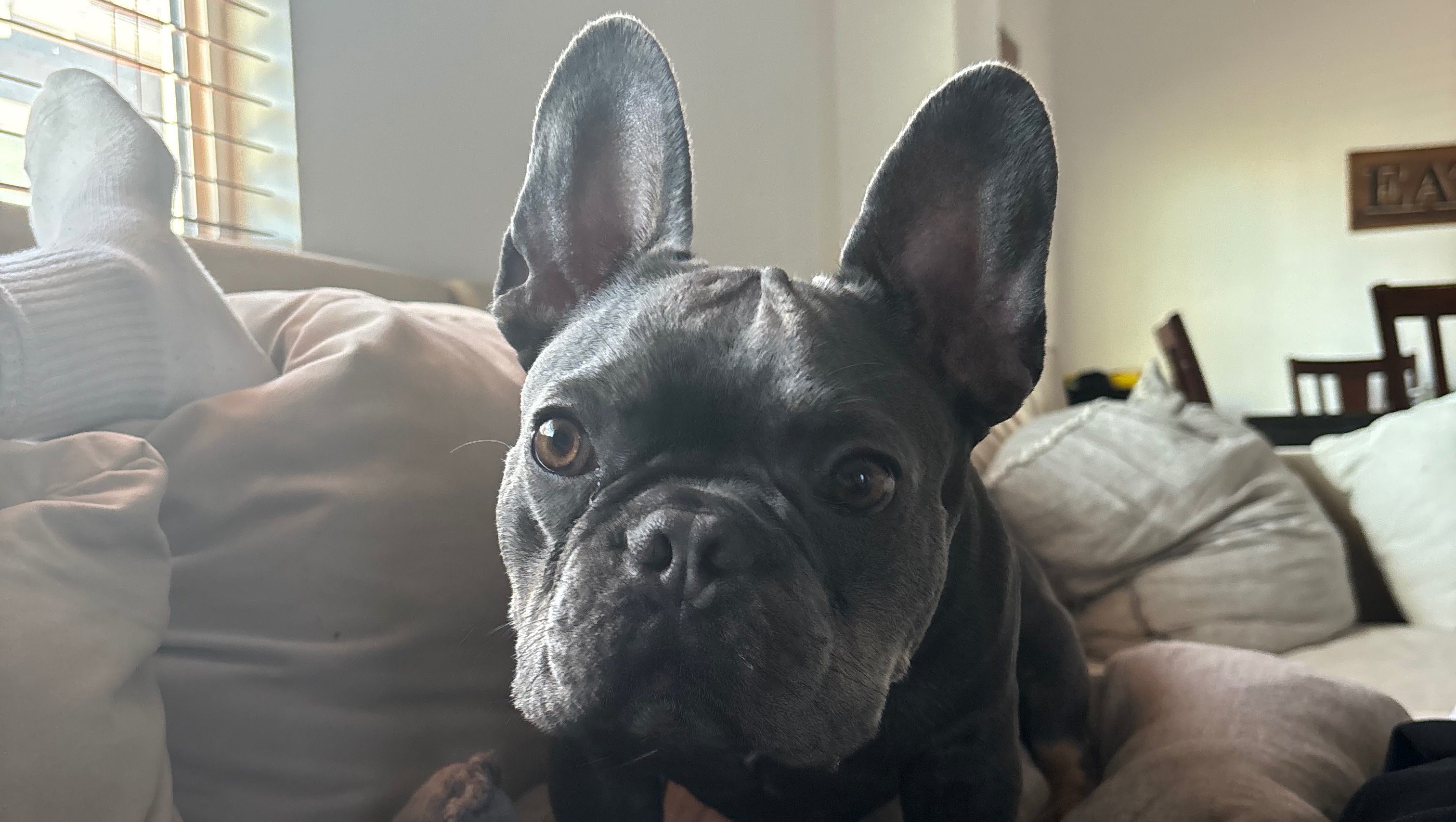 Help Franklin Walk Again: Support His Surgery photo