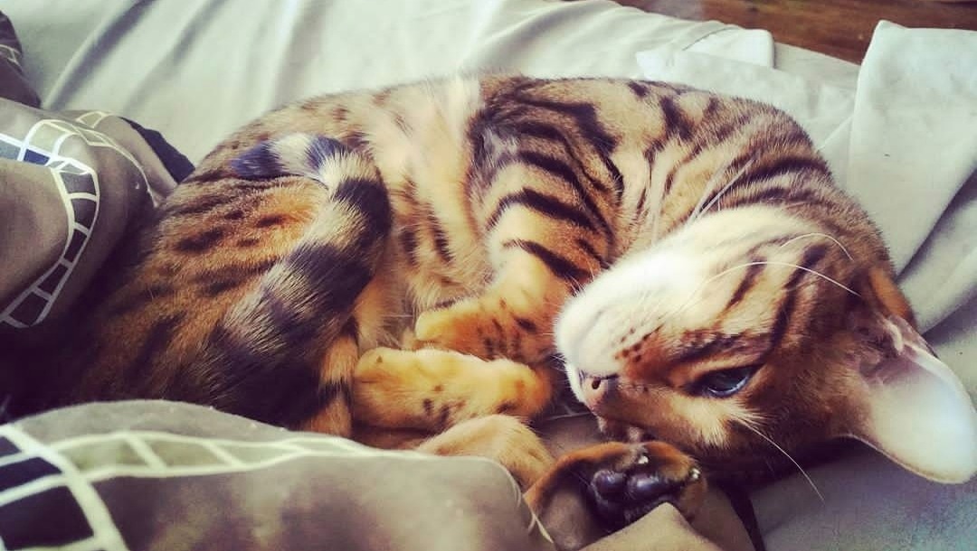 Jamie Lynn　「Sleeping Cat」　157 Jamie Lynn 「Sleeping Cat」 157 Jamie Wyeth - 20th Century