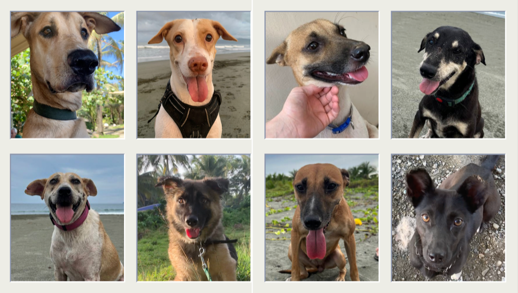 Fundraiser by Hannah Neumann Fly Hannah's Rescued Animals to Safety