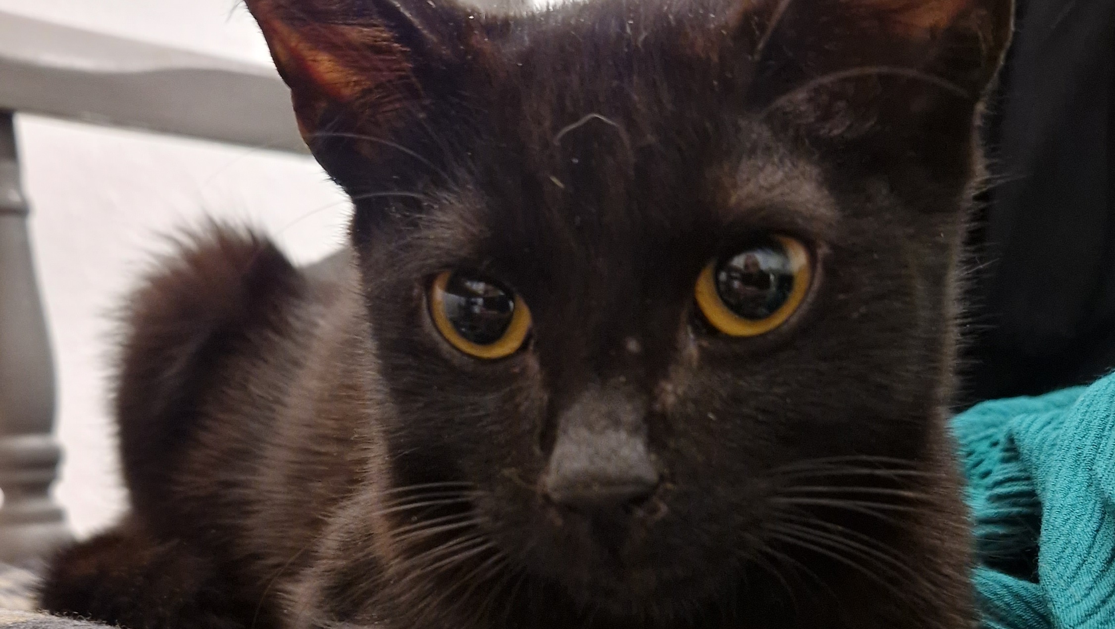 Cats & kittens in Byfleet and surrounding areas photo