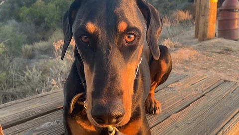 Help Tina Cover Big Z's Emergency Surgery Costs photo