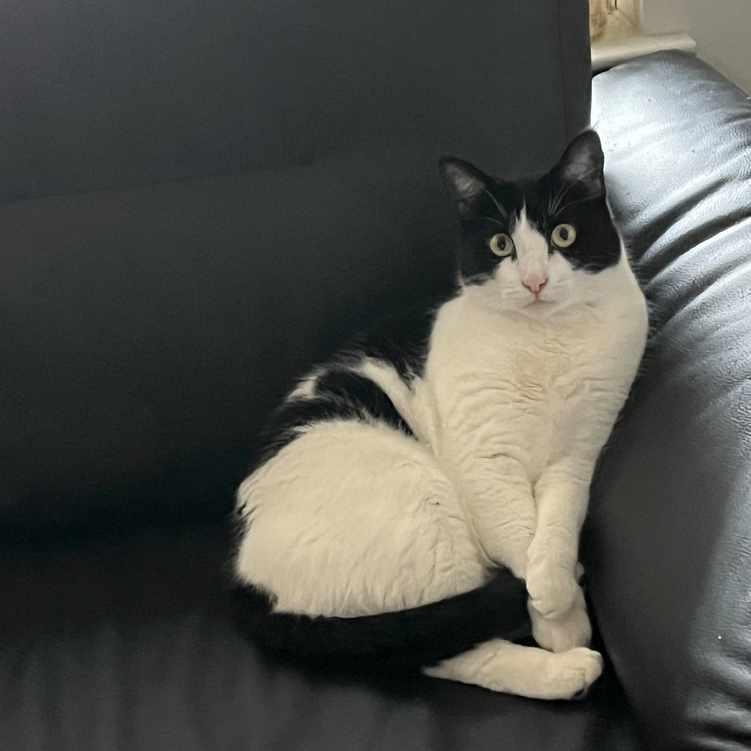 Fundraiser for David Adams II by Bianca Adams Save Peach Urgent