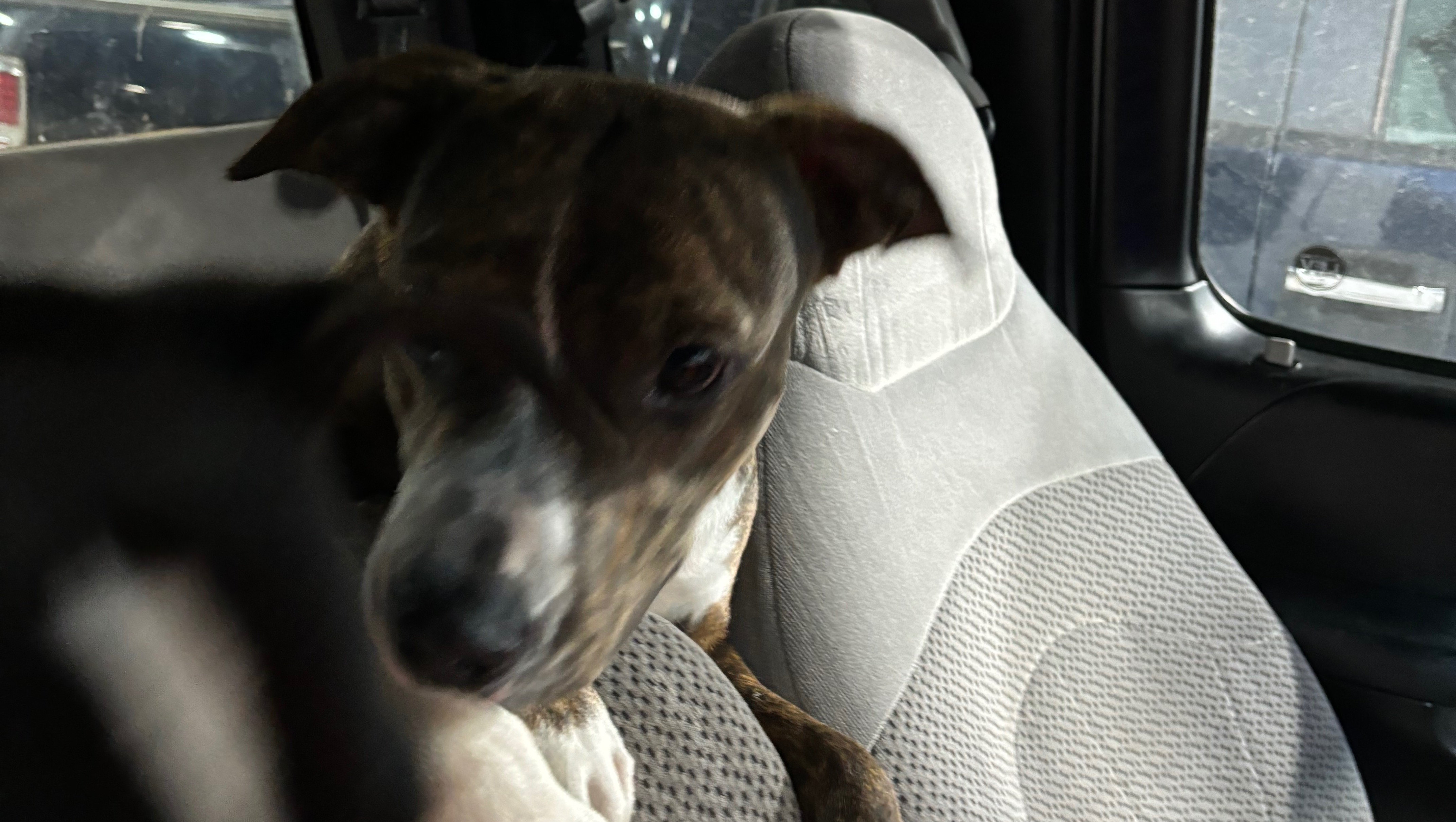 Fundraiser by Ainsley Tarver Keep Oreo and Brownie Off the Streets