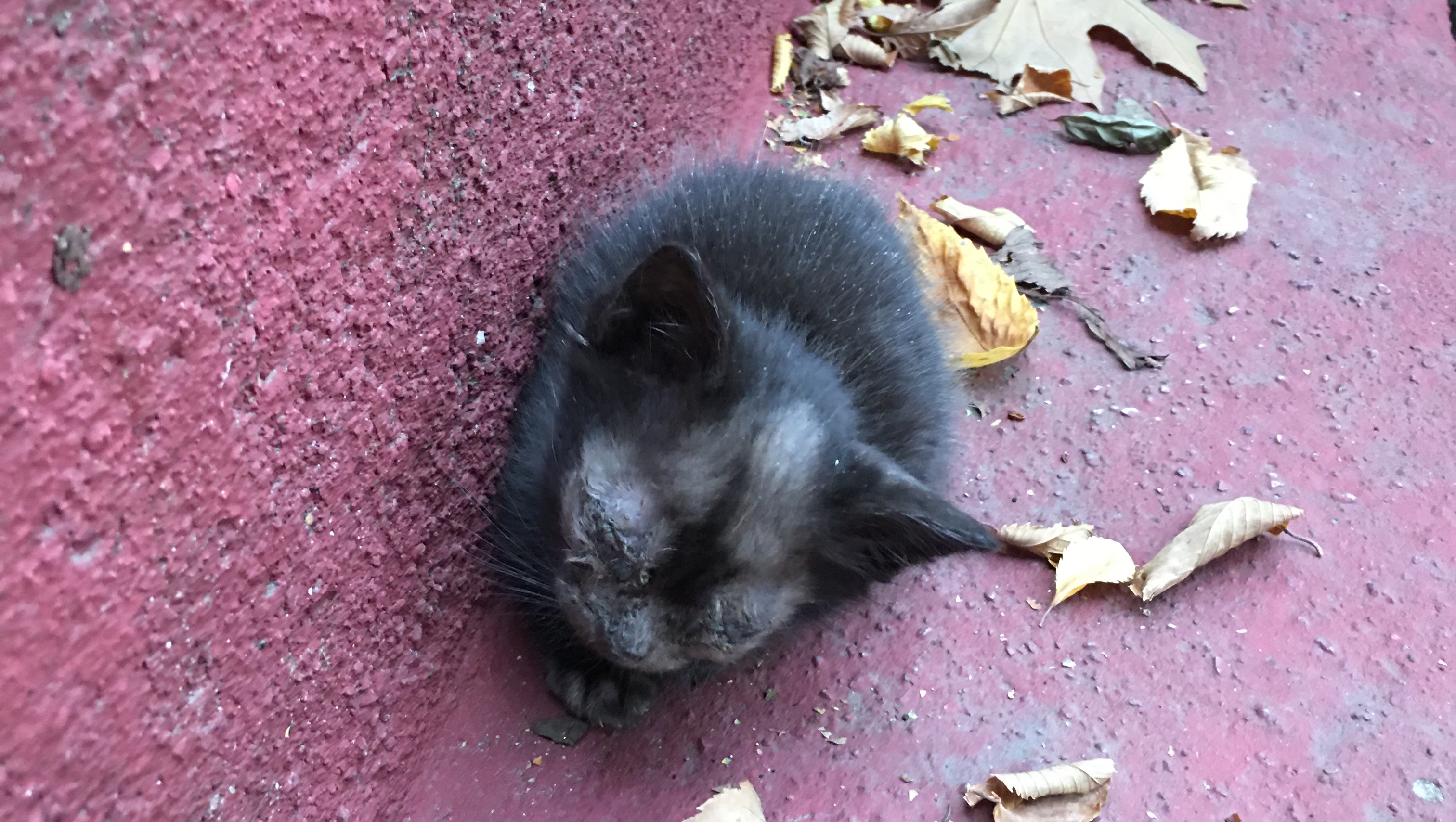 Save Belladonna & Friends Animal Rescue photo