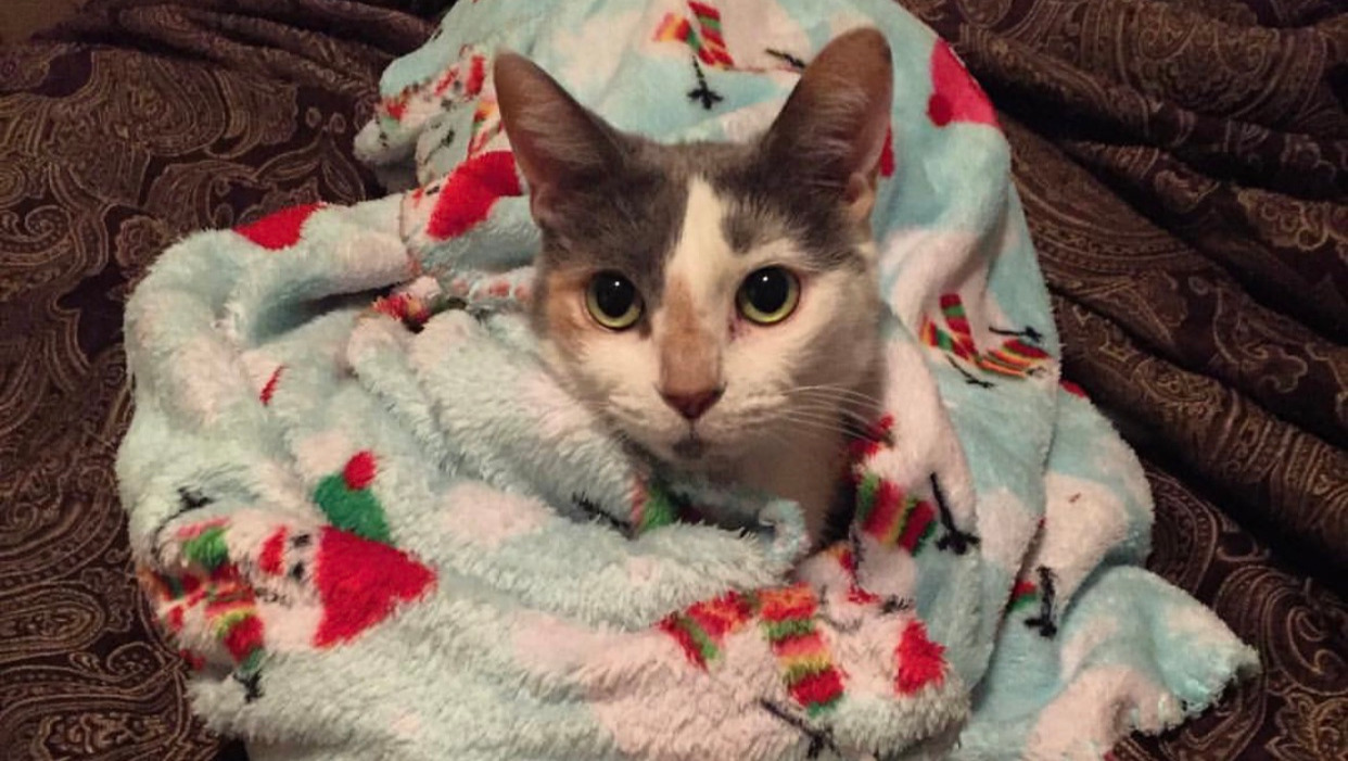 Fundraiser by Kayla Fiore Urgent Help for Katie's Vet Bills