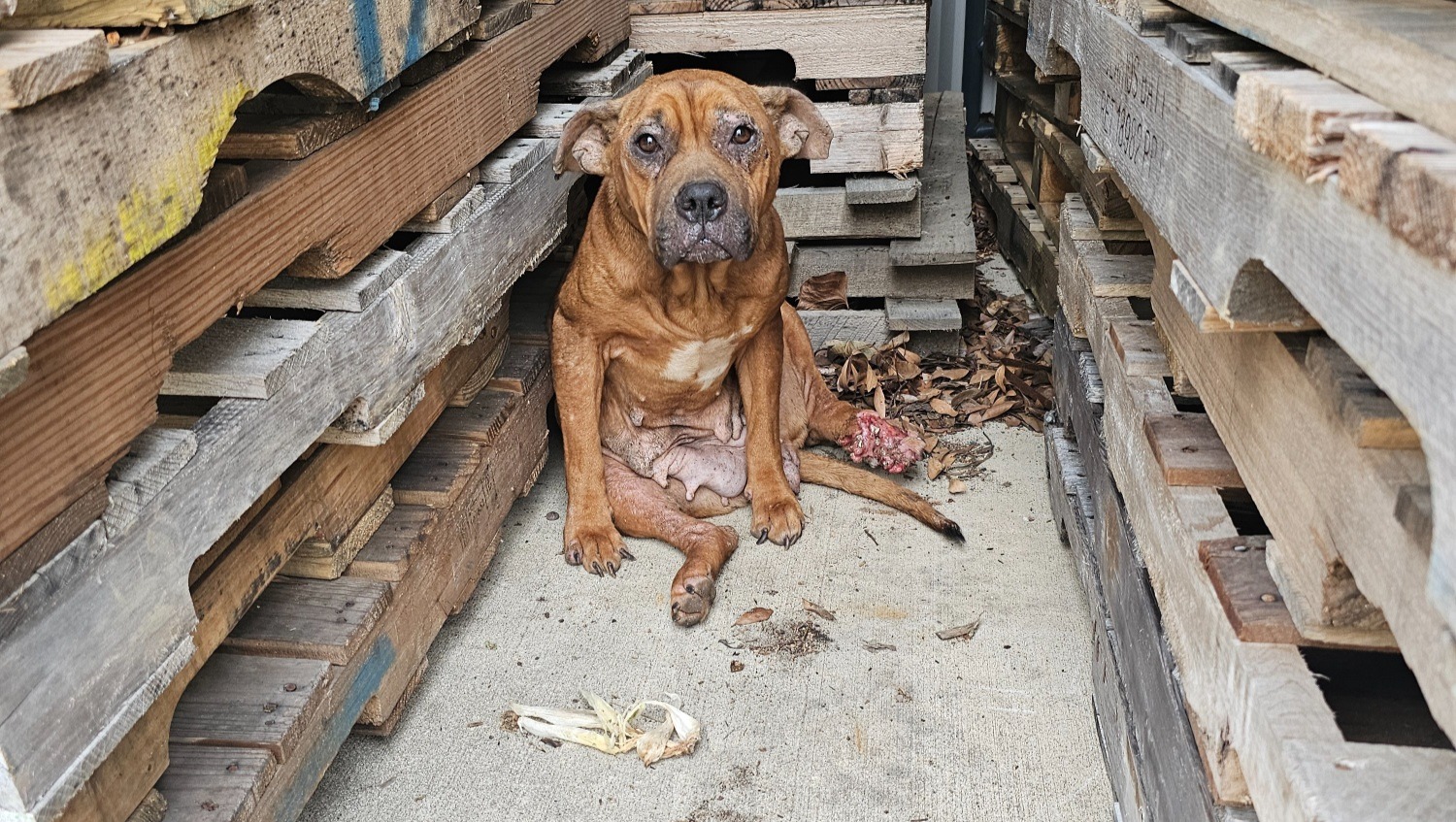 Support Dustin's Rescue Efforts for Injured Pup photo