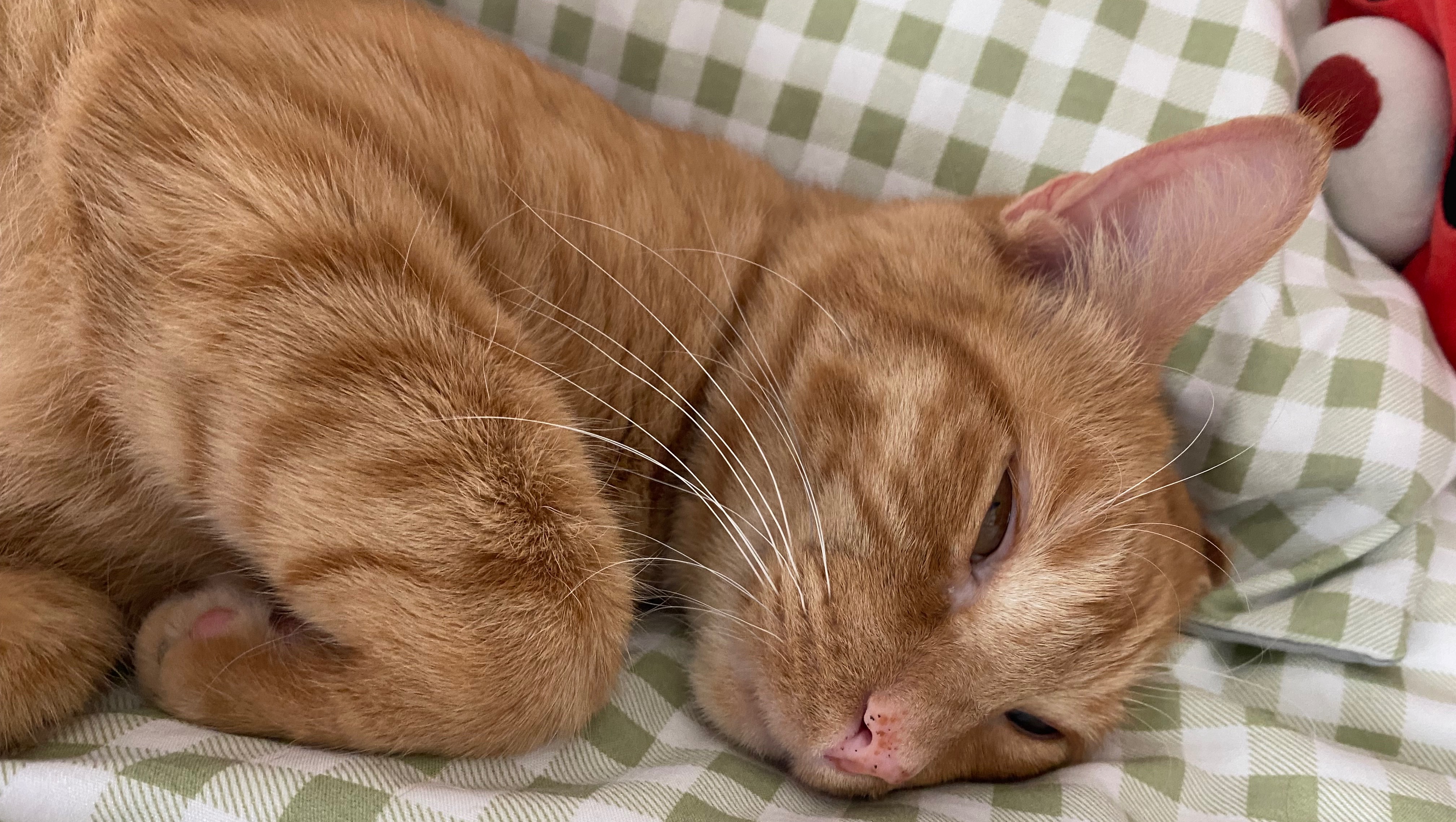 Fundraiser by Cadence Ortiz Support Toast's Emergency Vet Care