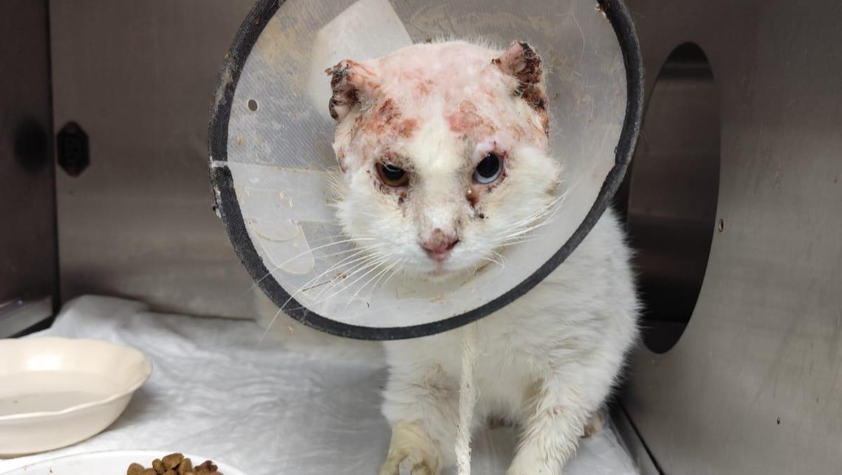 Fundraiser by Yaren C Helping Stray Animals In Turkey