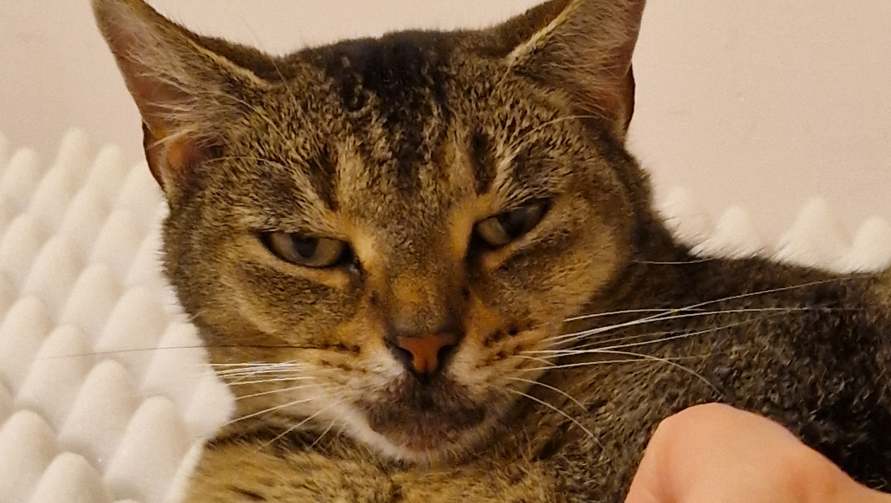 Fundraiser by David King Help pay Holly's vet bills