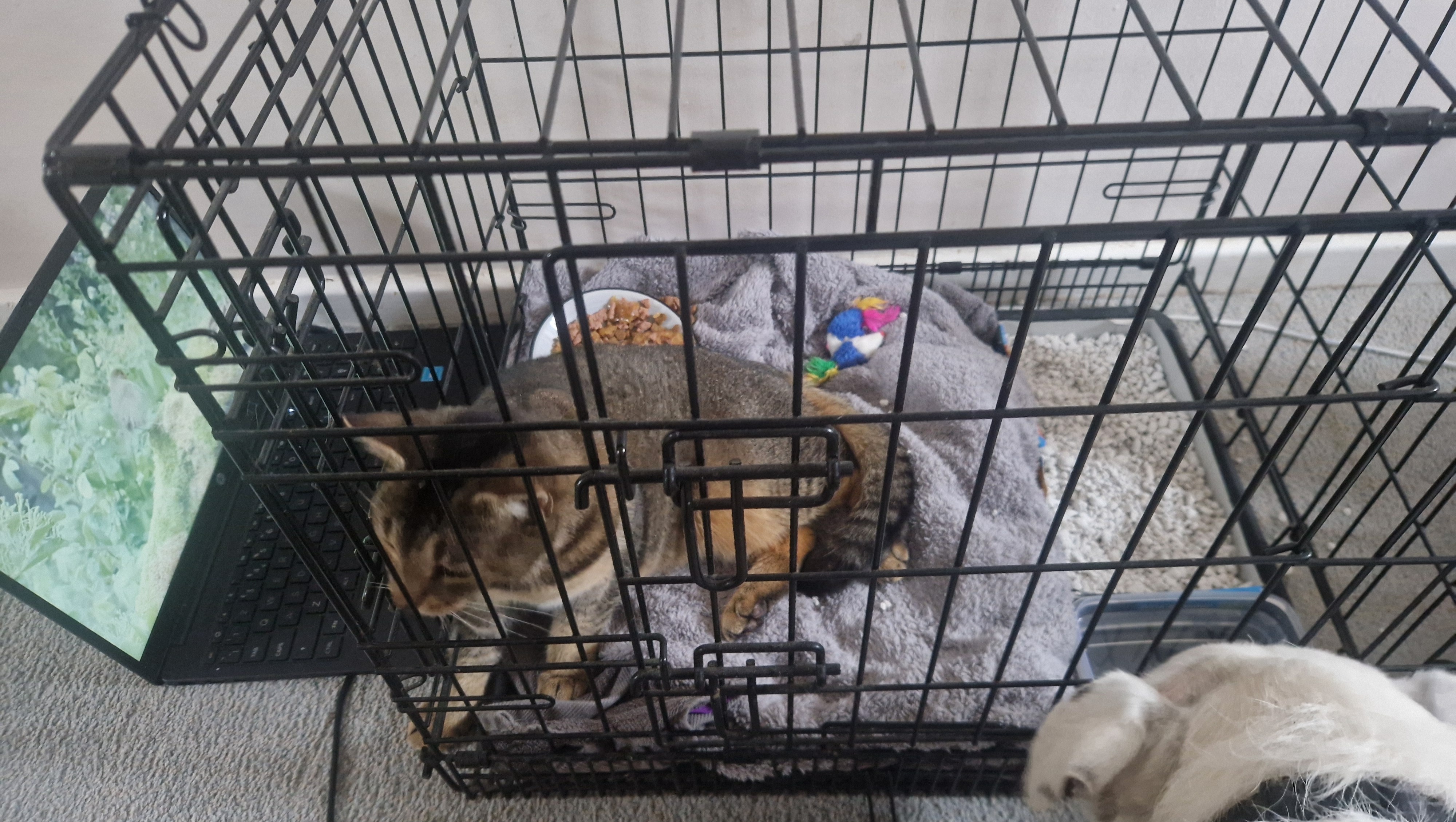 Fundraiser by David King Help pay Holly's vet bills