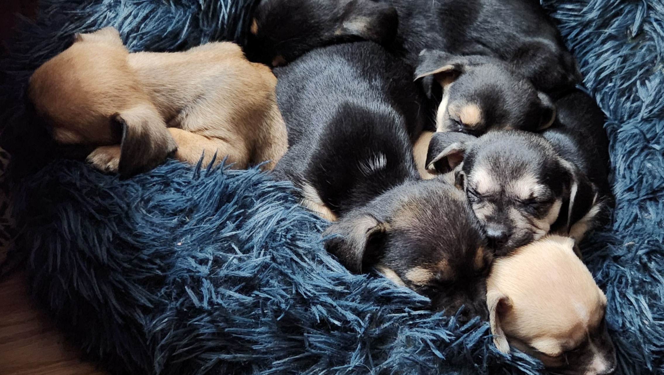 Fundraiser by Ashton Wolfe Help the Wolfes care for 6 rescued puppies