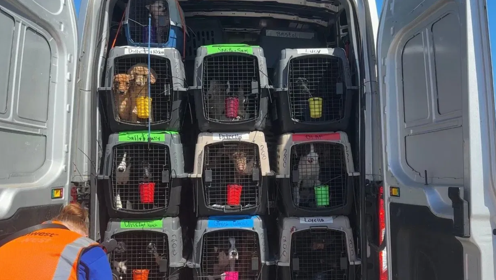 Fundraiser by Hollie Tran Support Tampa Bay Pets Affected By Hurricanes