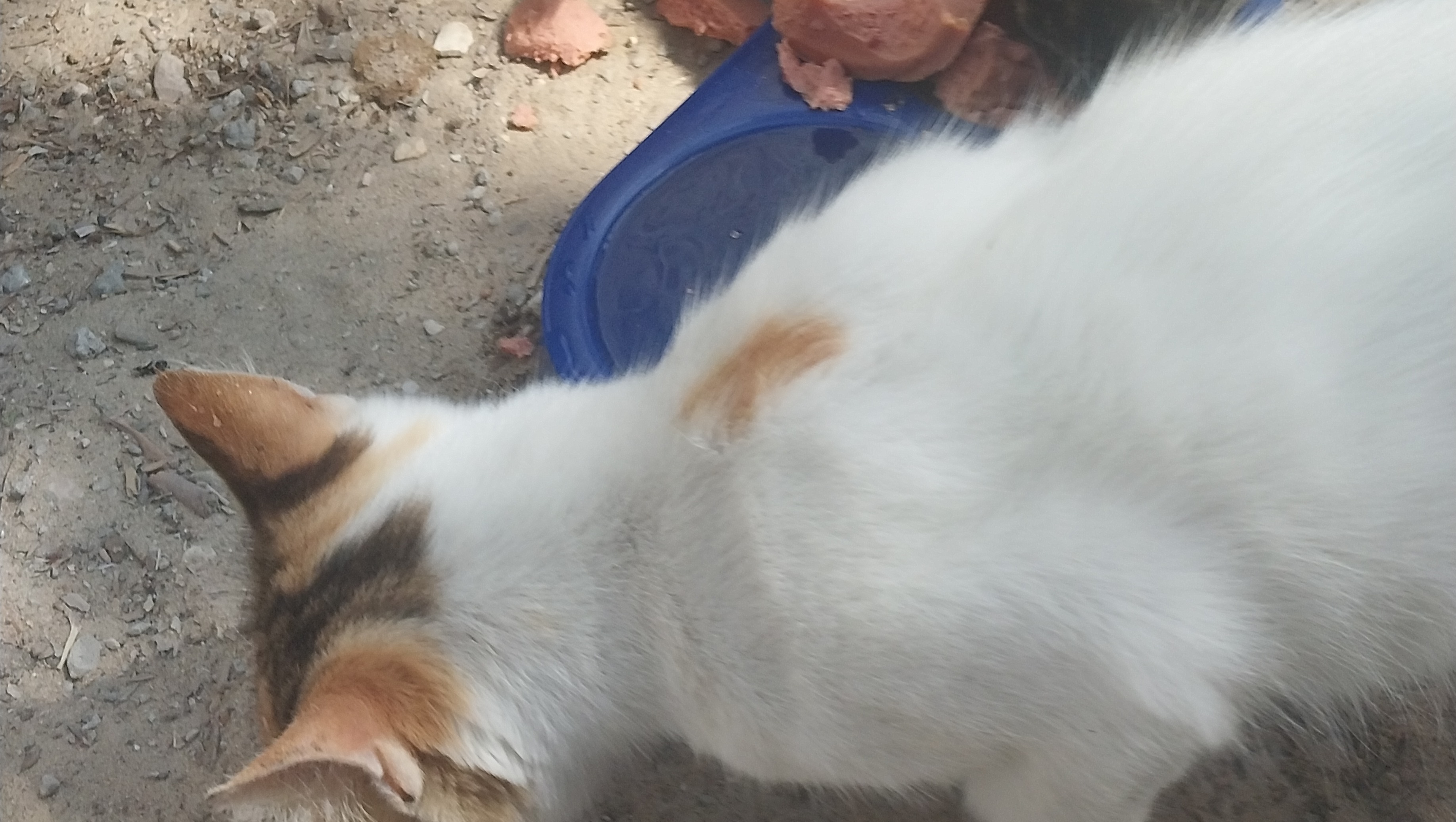 Fundraiser by Abdalla rabee Help Abdallah to take care the animals