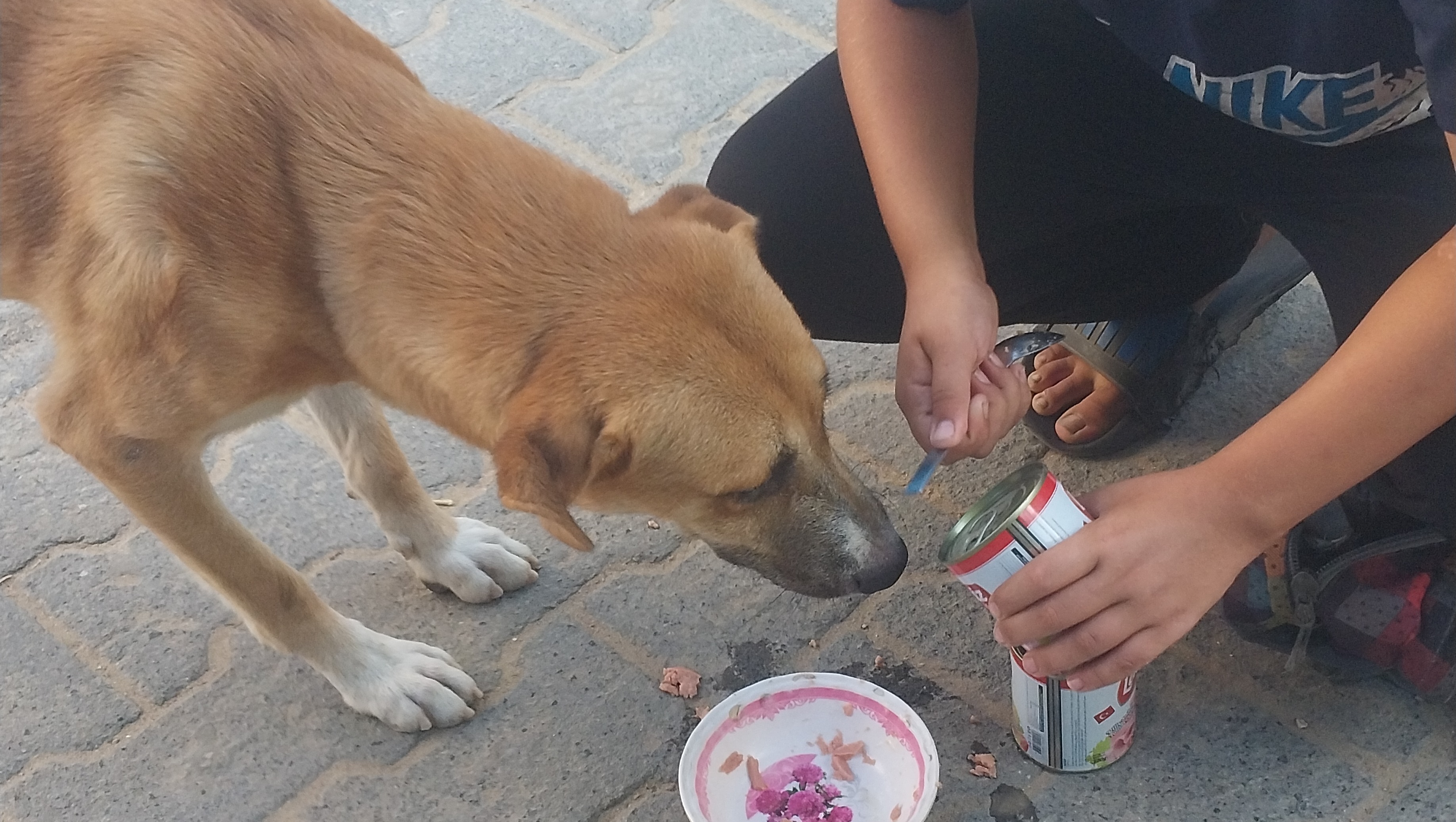 Fundraiser by Abdalla rabee Help Abdallah to take care the animals