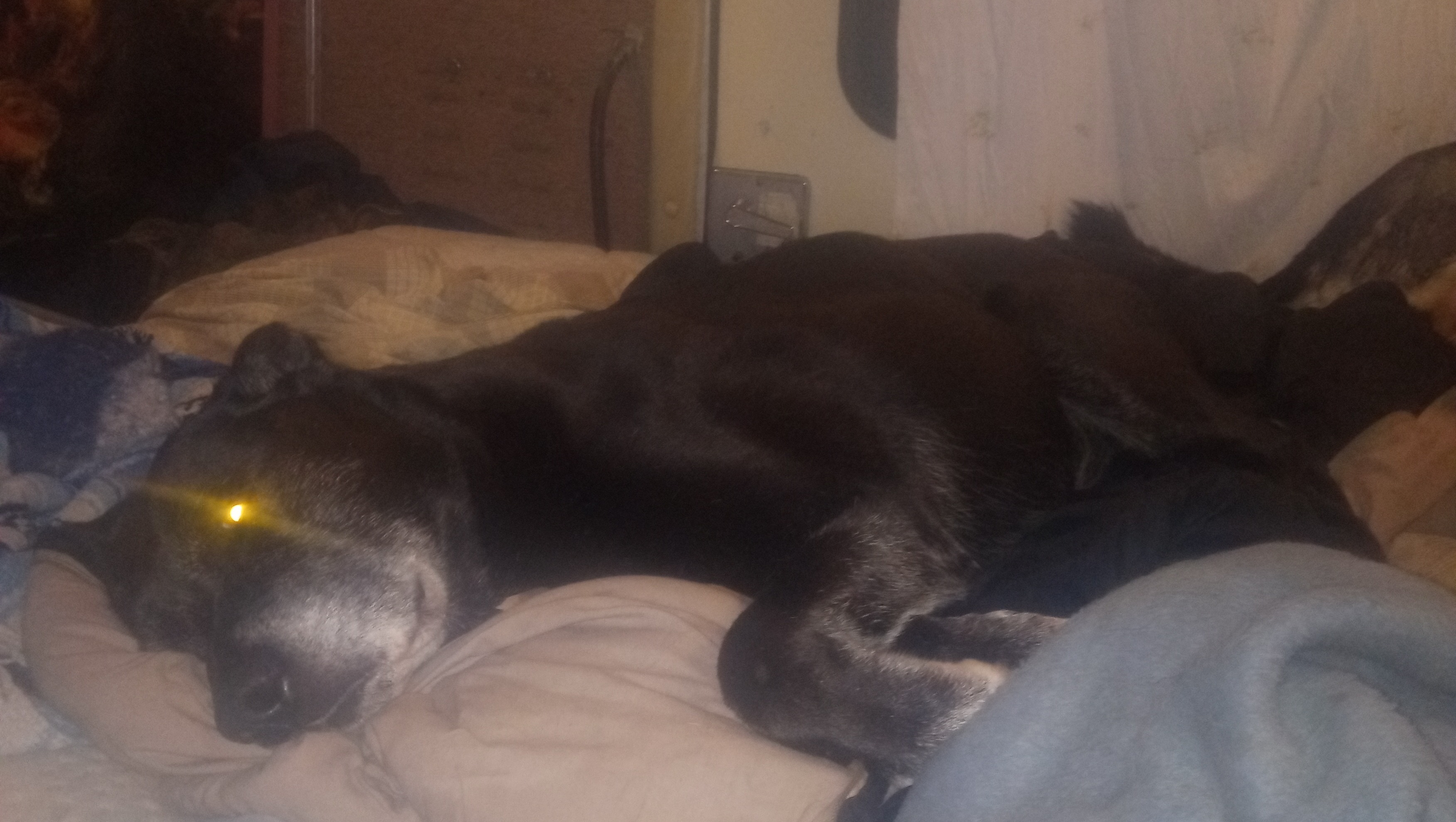 Magic the dog needs your help photo