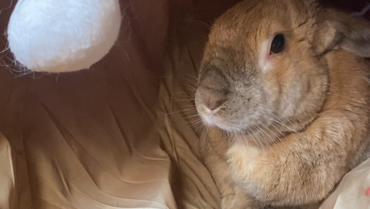 Fundraiser by Gina Ruggirello Support Pandora’s Surgery for a Better Life