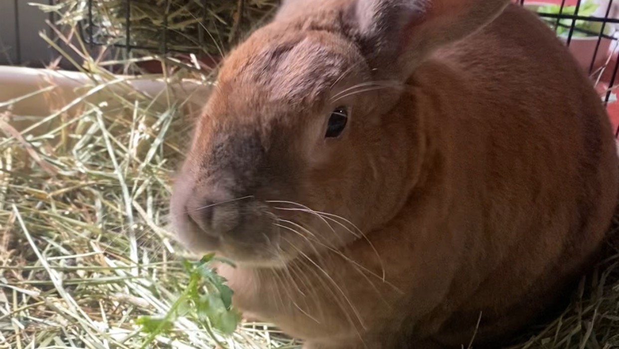 Fundraiser by Gina Ruggirello Support Pandora’s Surgery for a Better Life