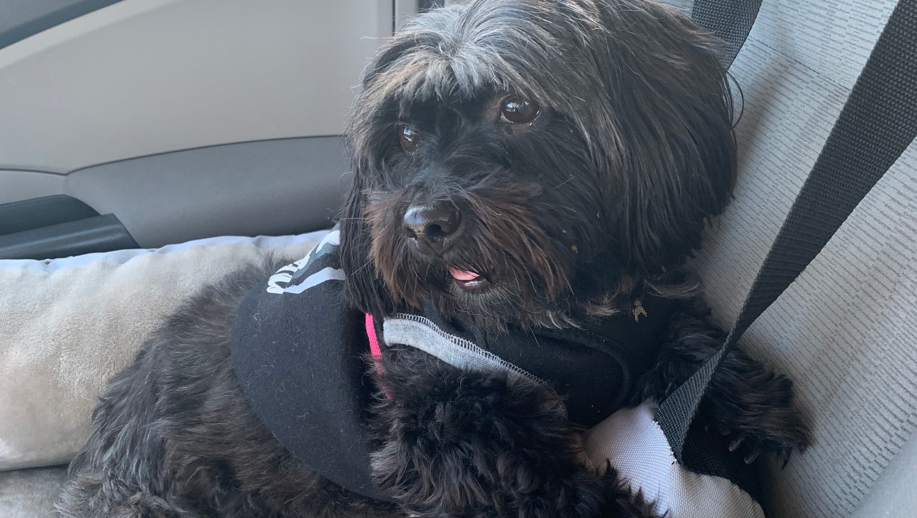 Fundraiser by Richelle Teixeira Page Help Nina Recover from Coyote Attack