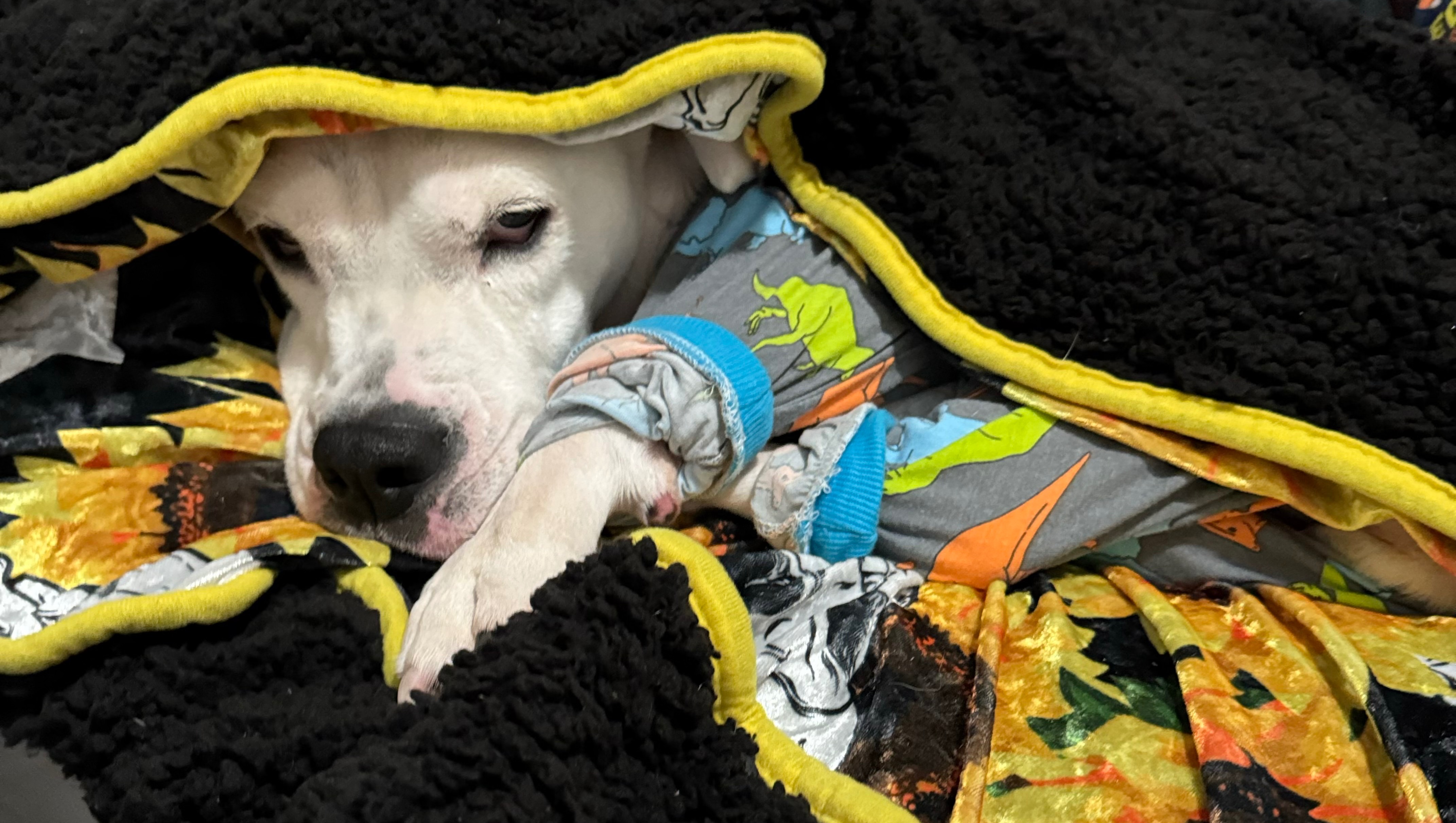 Fundraiser by Lyanyse Deleon Give Kasper a PainFree Life Donate Now