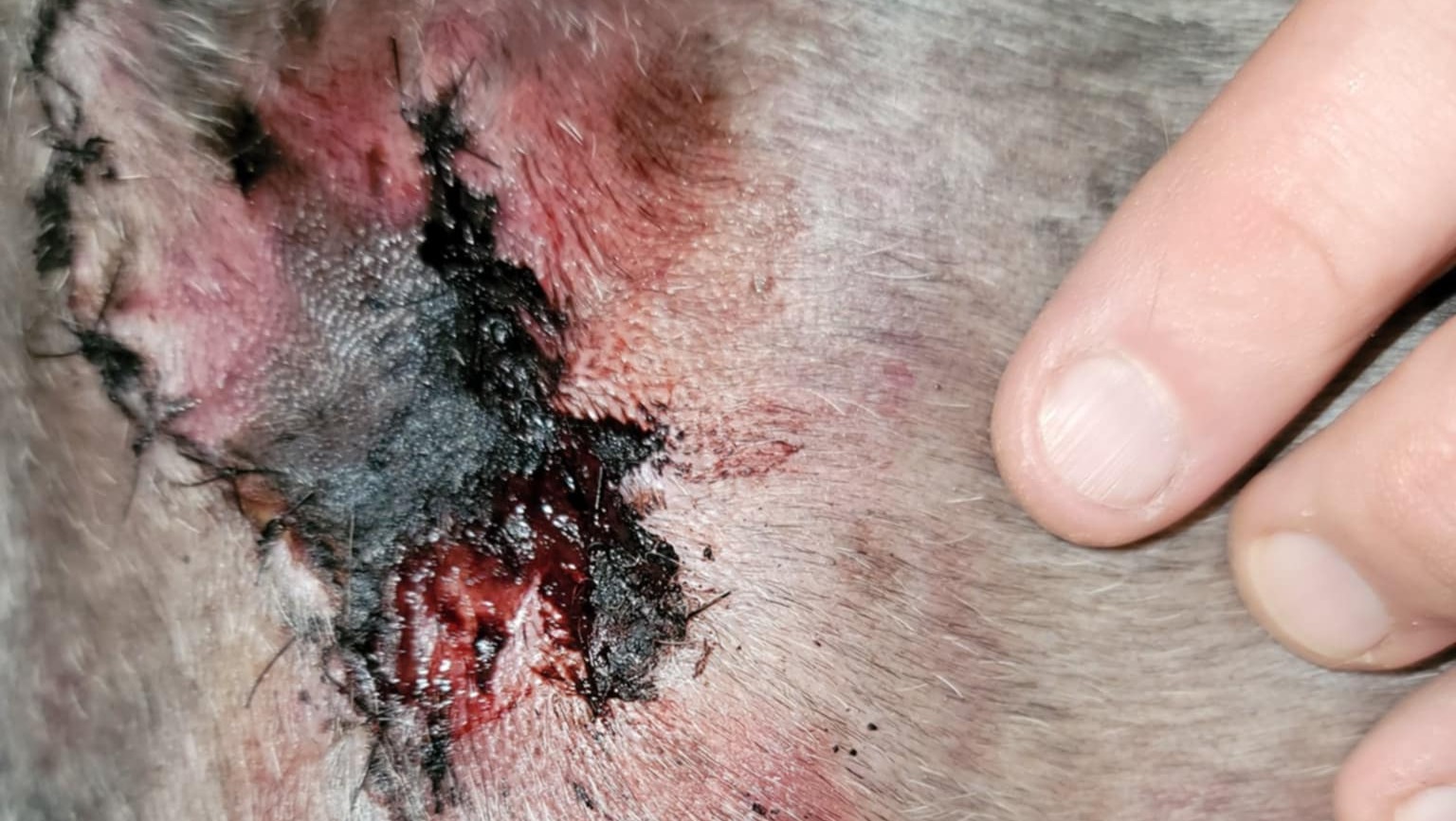 Fundraiser by Tristan Stoughton Help Baxter Recover from a Vicious Attack