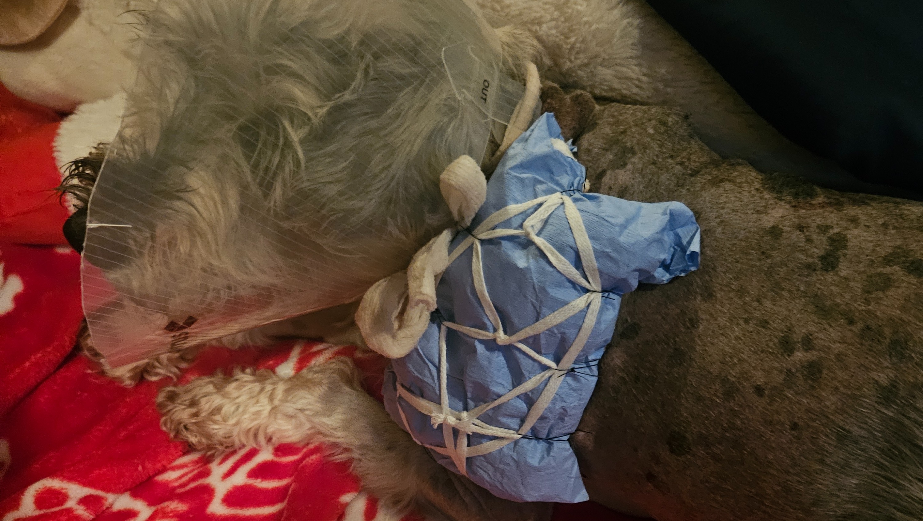 Fundraiser by Tristan Stoughton Help Baxter Recover from a Vicious Attack