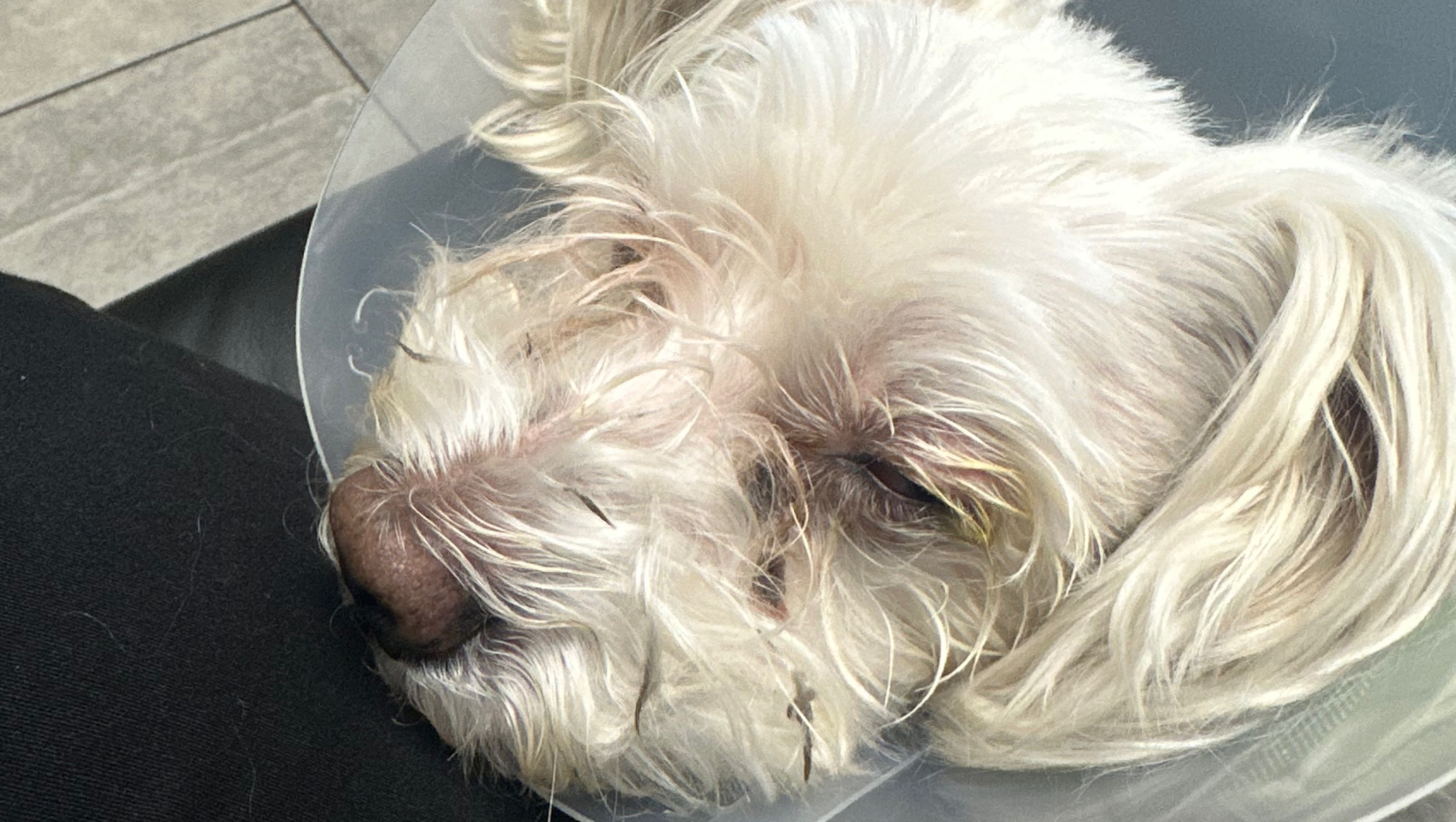 Fundraiser by Amanda Sherwood Urgent Care for Carter's Eye Injury