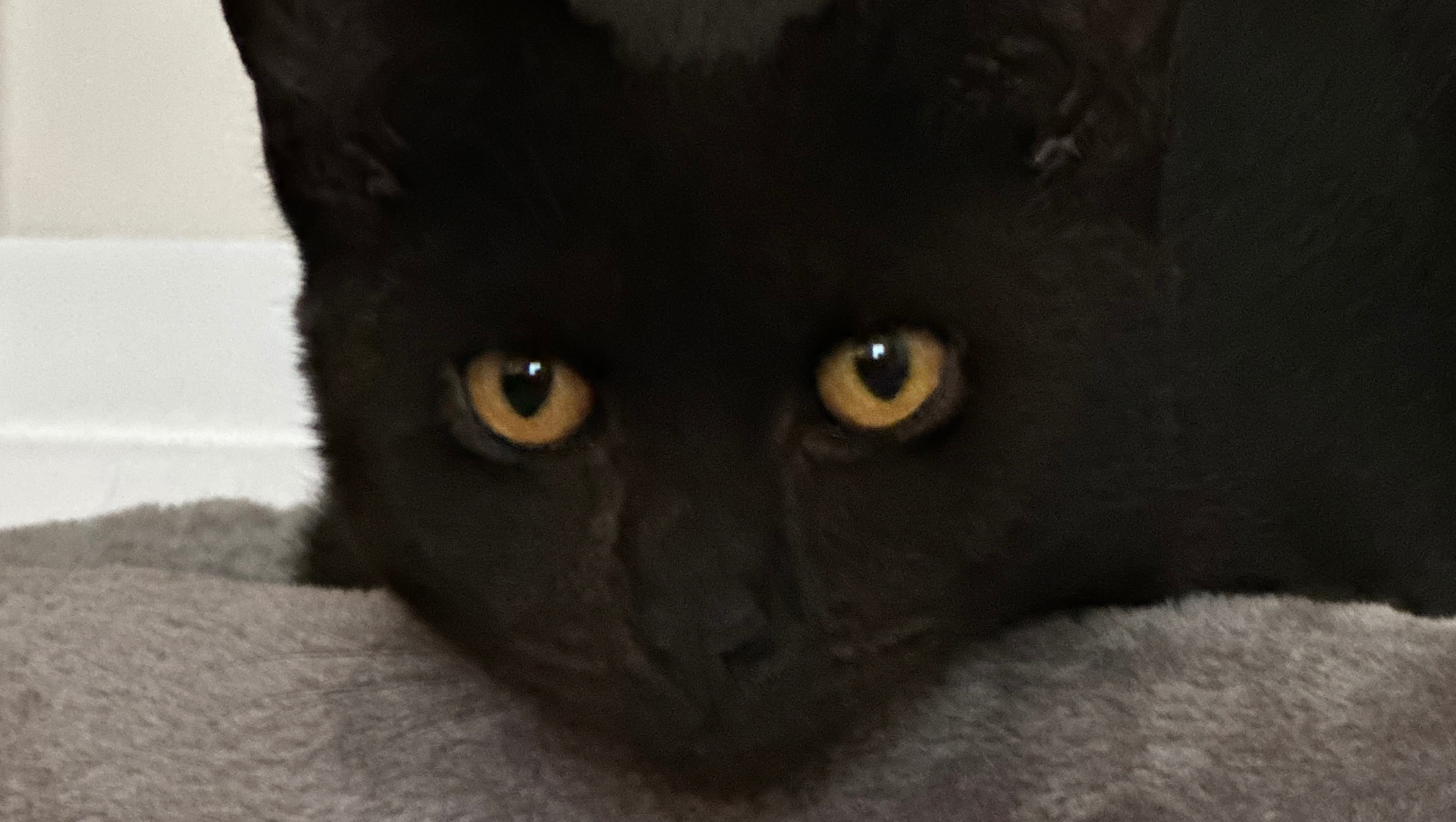 Fundraiser by Colleen Crissan Baby Void’s first hospital bills