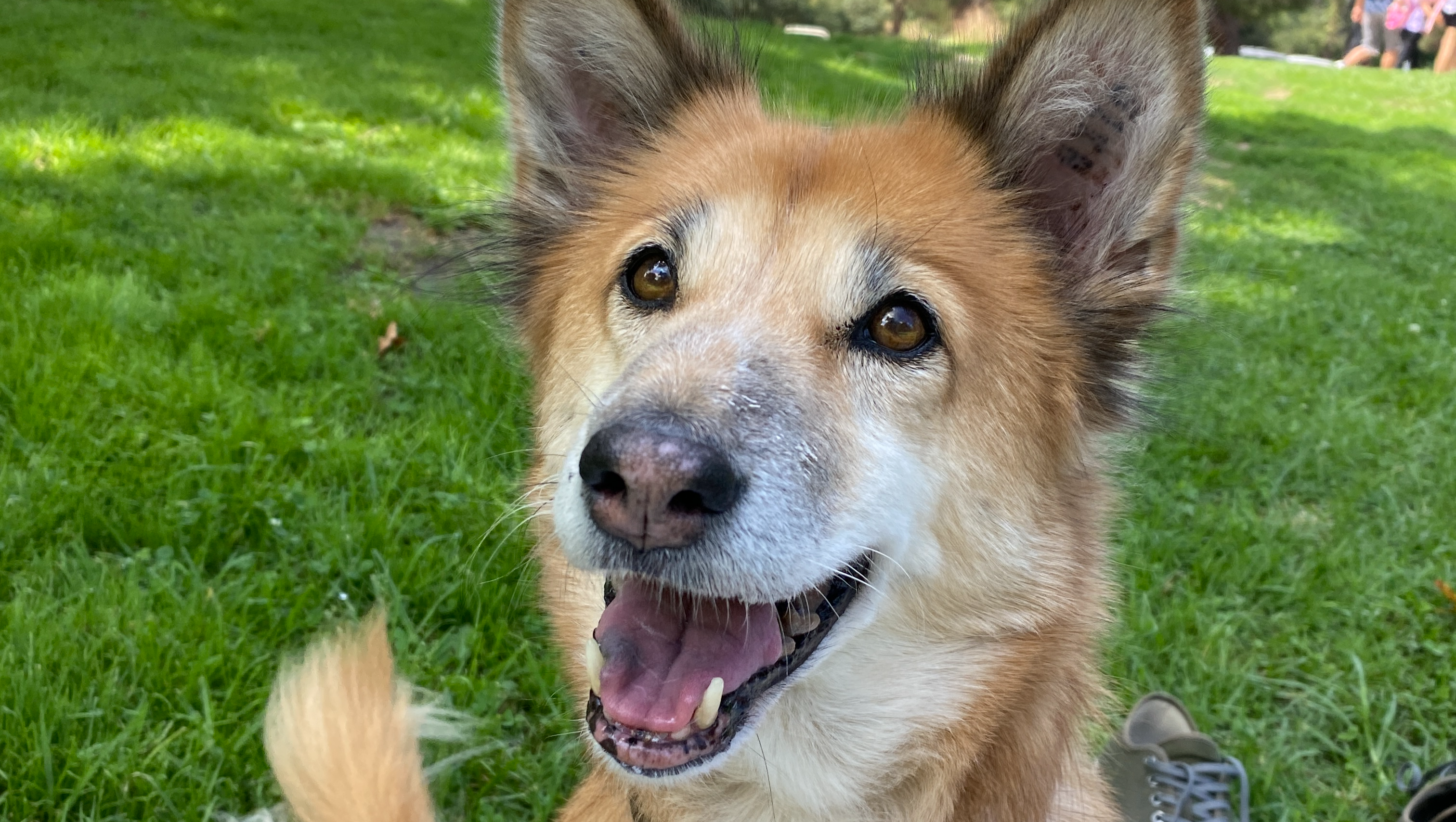 Support Clementine's Dental Surgery  photo