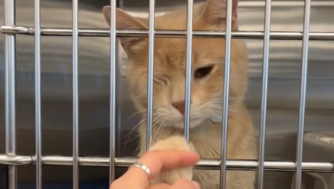 Fundraiser by Julia Yocum Help Tocho His Medical Challenges