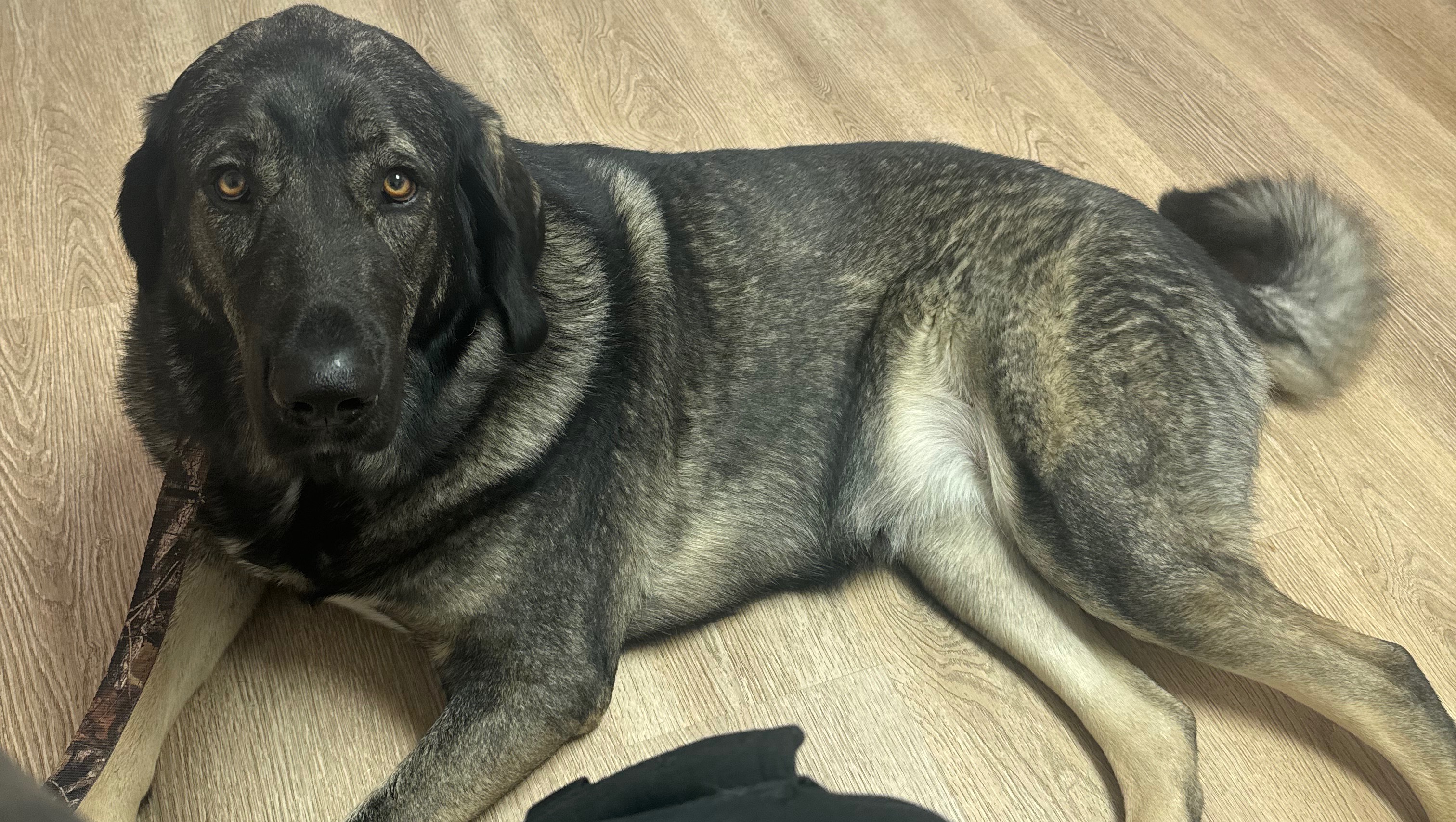 Fundraiser by Brandon Kafka Save Delilah Urgent Medical Help Needed