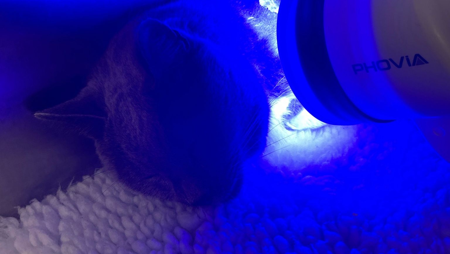 83713223_1729949292293288_r.