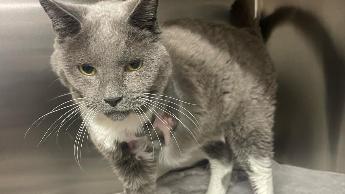 83713223_172994933570455_r.