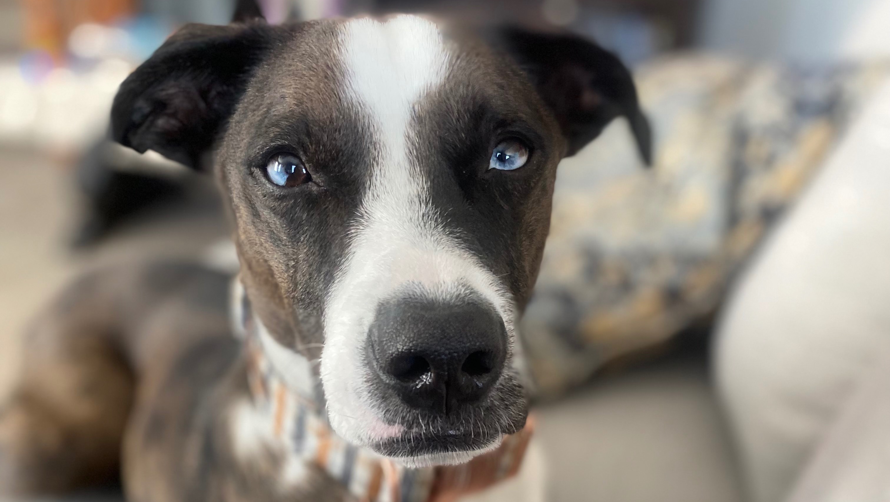 Fundraiser by Danielle Worthington Help Blue have a chance at a happy