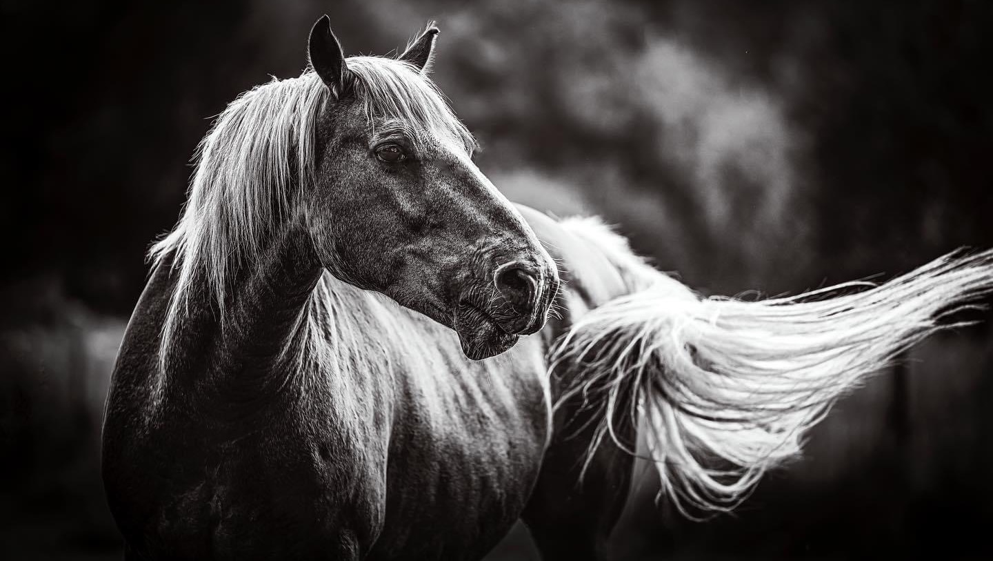 Urgent Help Needed: Help Us Secure Our Sanctuary! photo