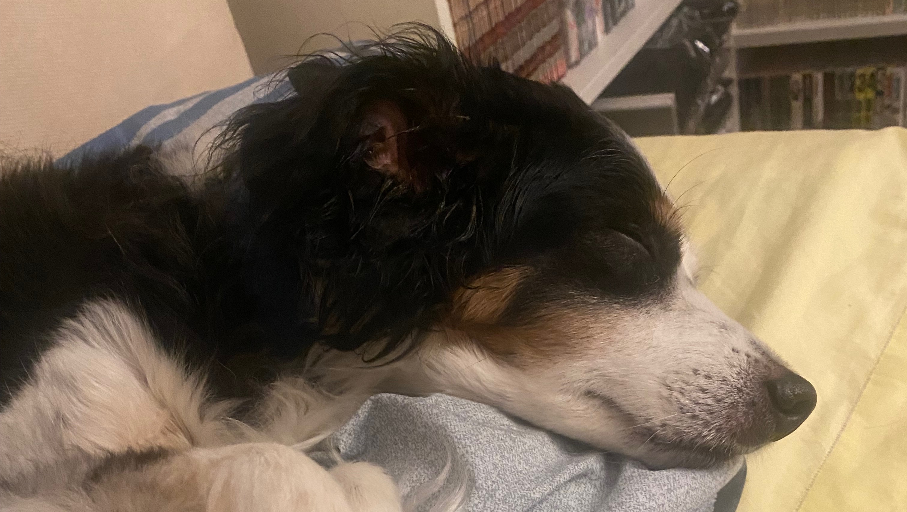 Fundraiser by Carlo Beduzzi Help us to pay the Vet Bills for Martino