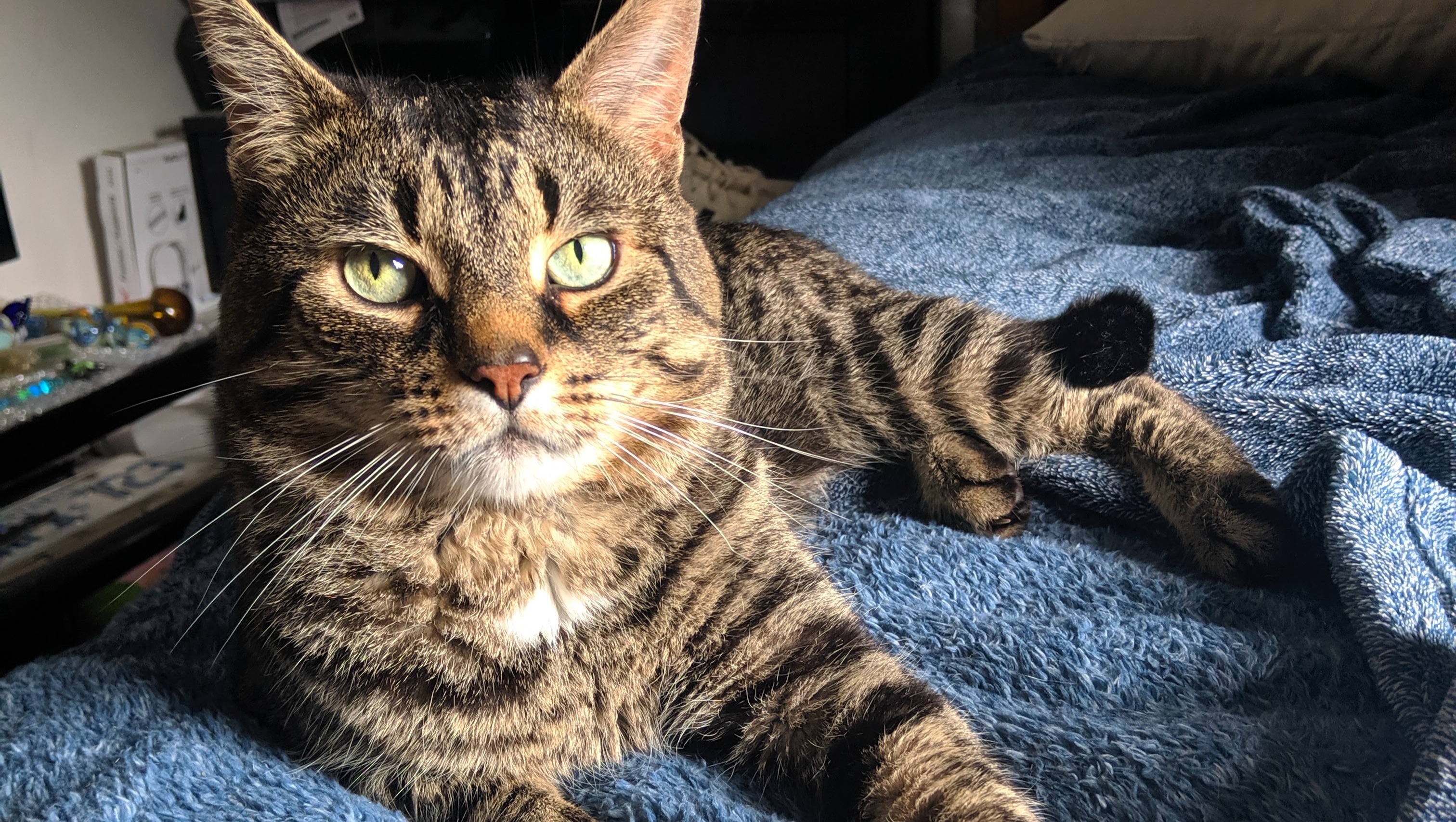 Odin Had an Accident and Needs Your Help :( photo