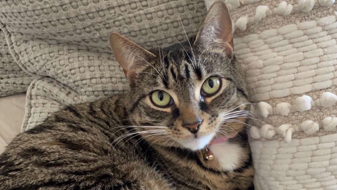 Support Renee and Moose's Medical Journey photo