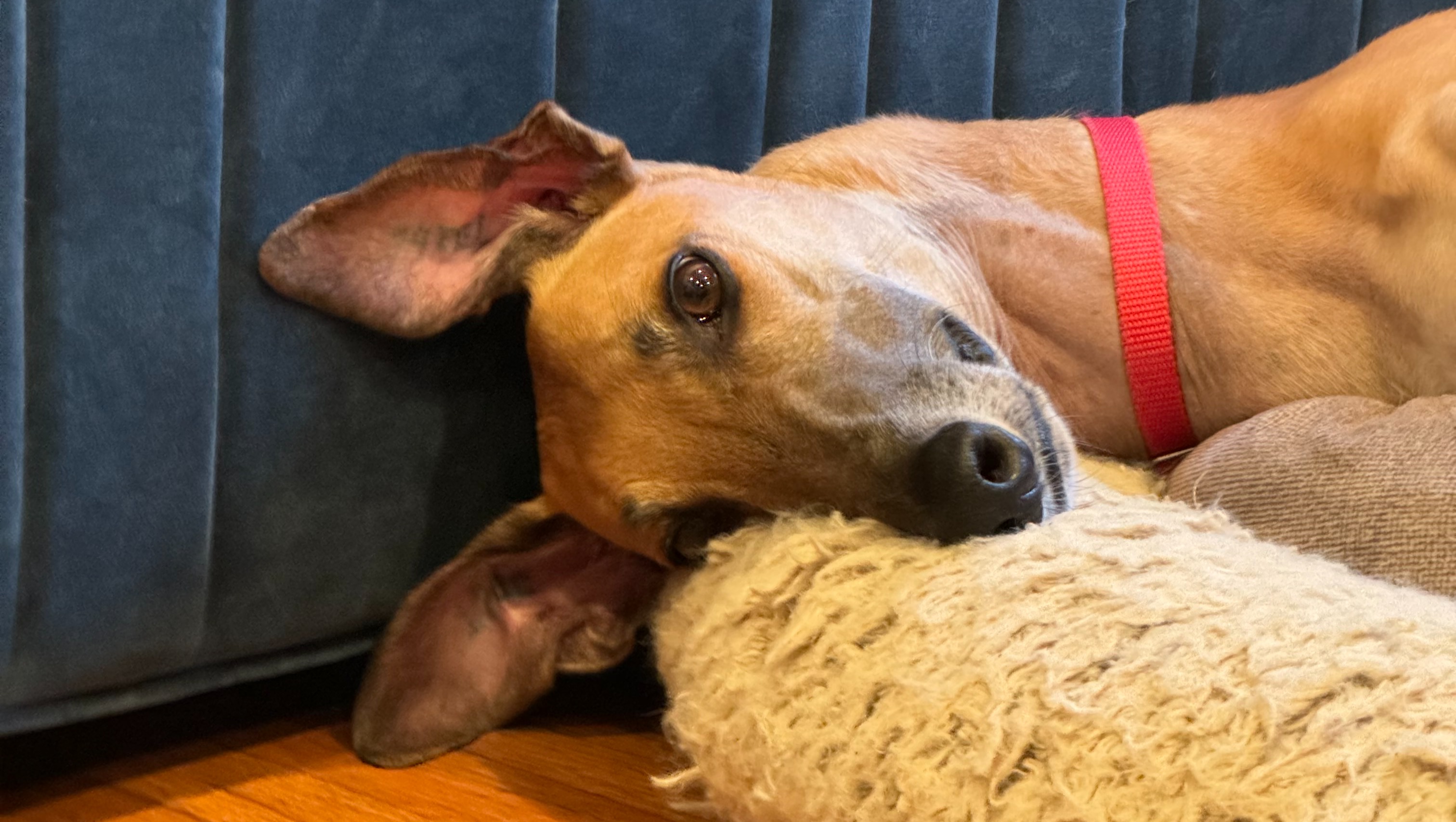 Help Save Maus: Support His Life-Saving Surgery photo