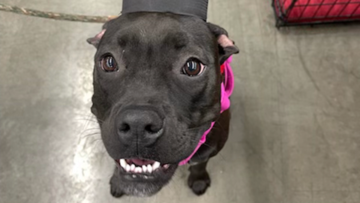 Fundraiser by Katie Jackson Help Ollie Walk Again ACL Surgery Fund