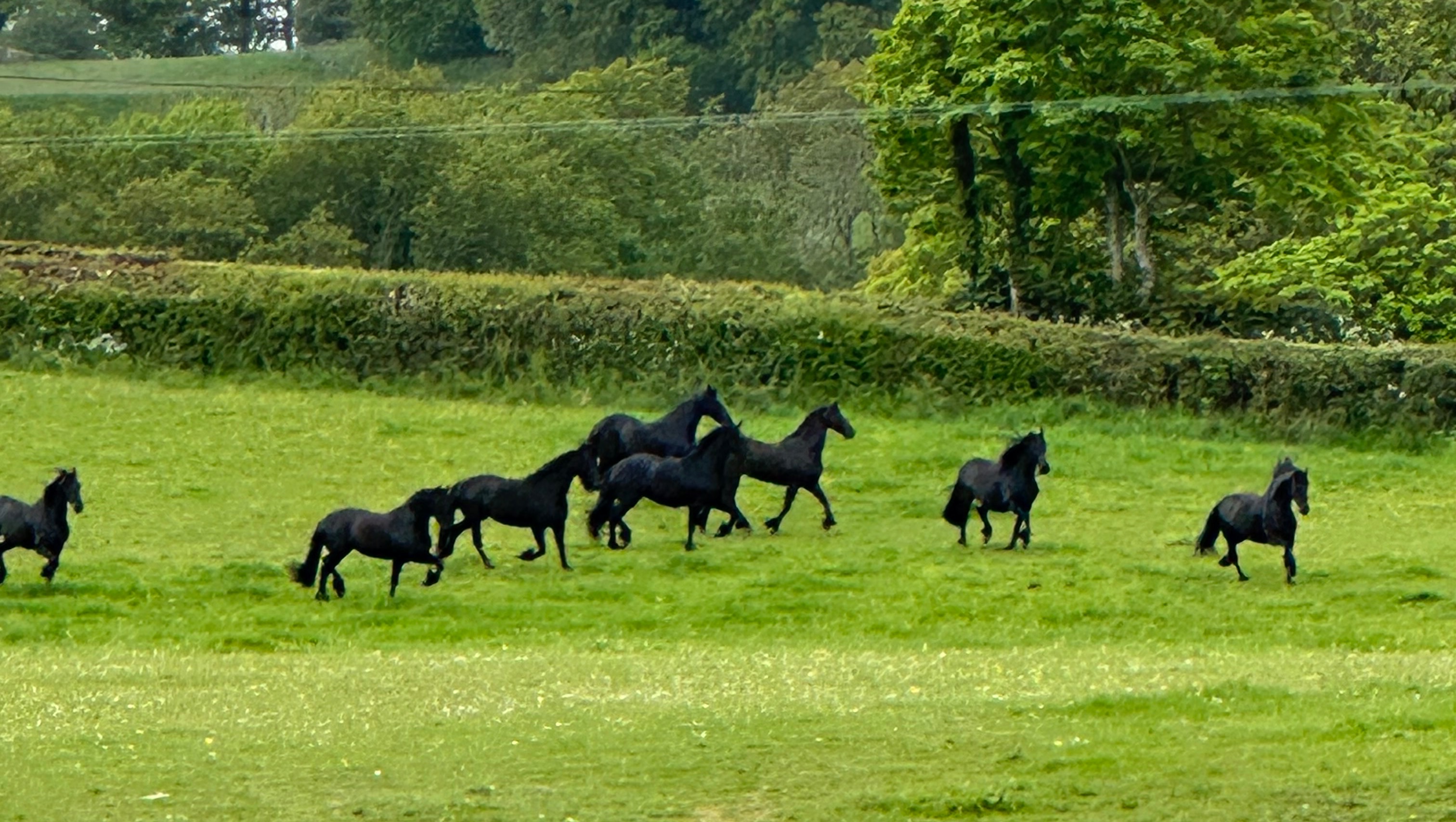 The Friesian Experience Sanctuary photo
